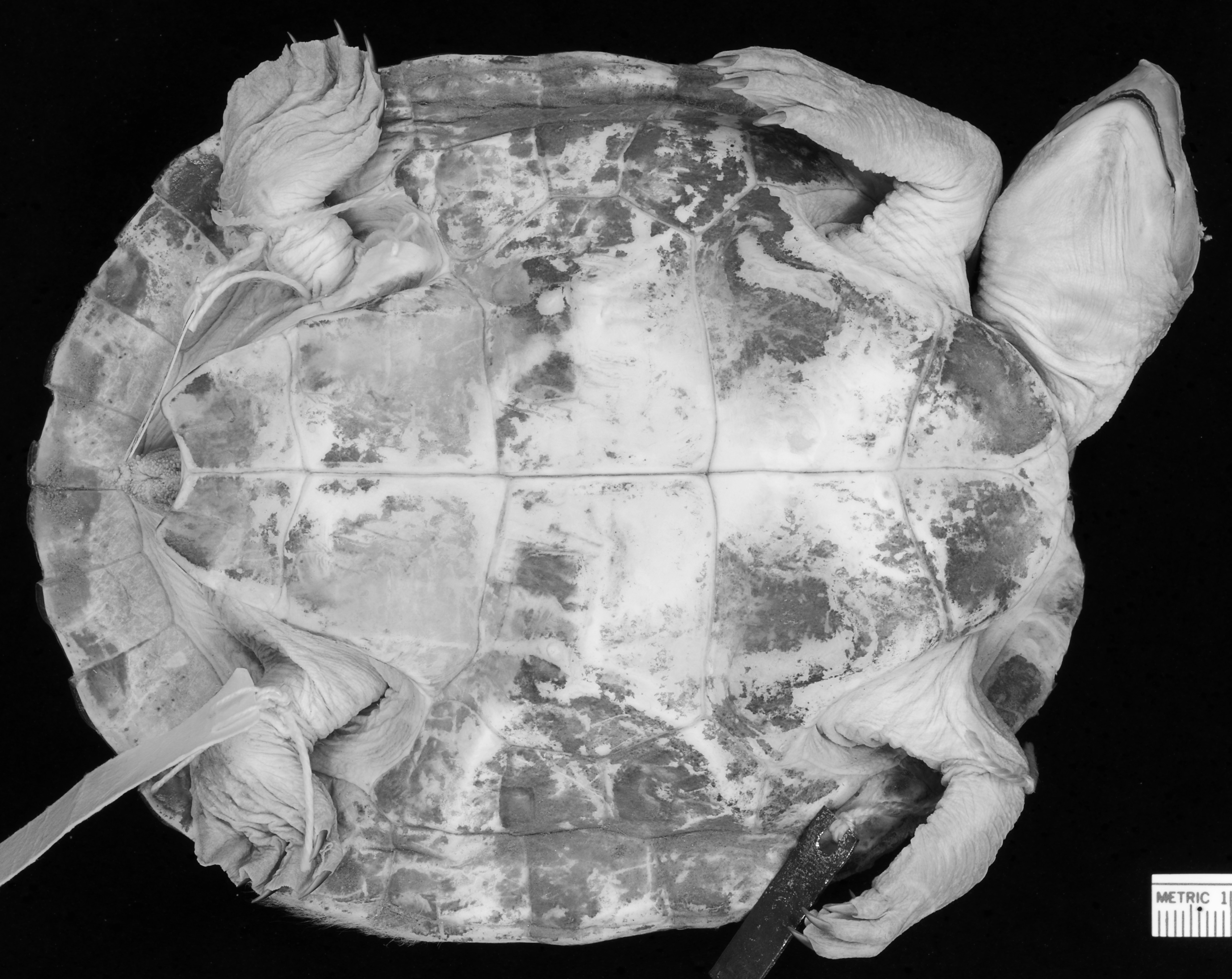 Underside view of a turtle on a black background