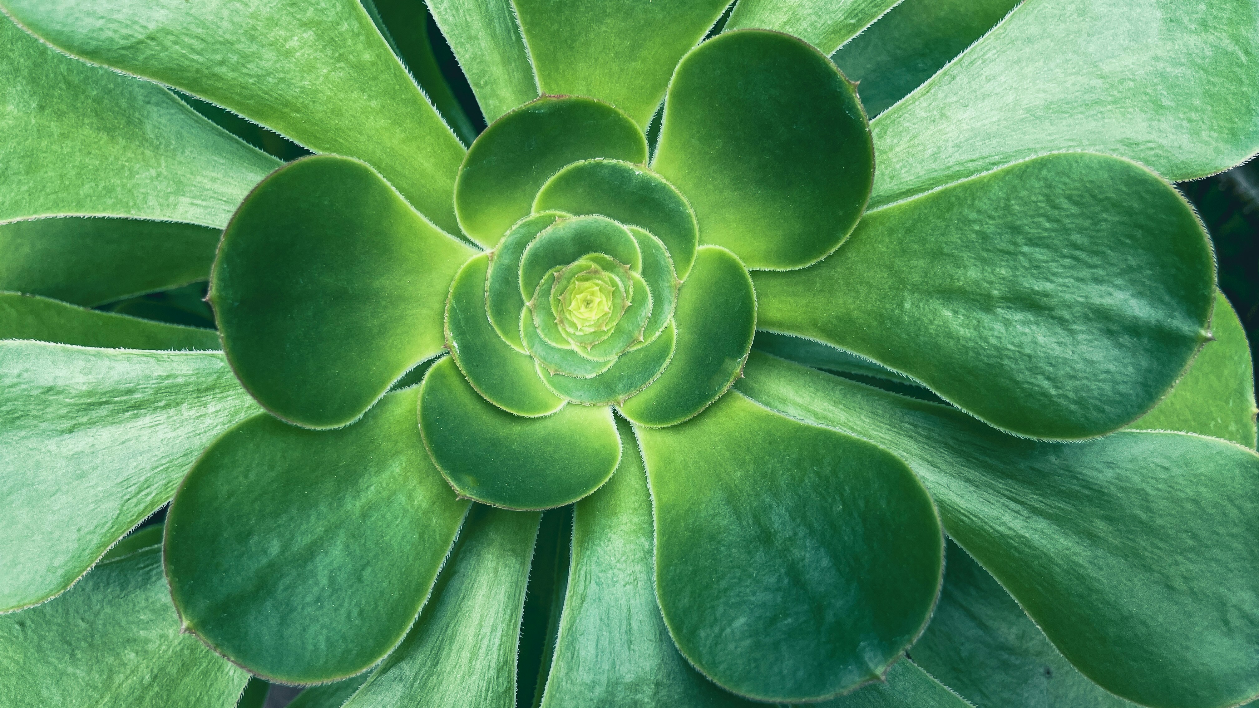 Close-up of a vibrant green succulent plant
