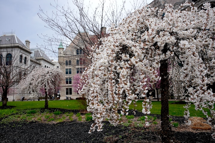 University at Albany