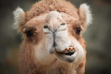 Close-up of a camel's face with teeth showing
