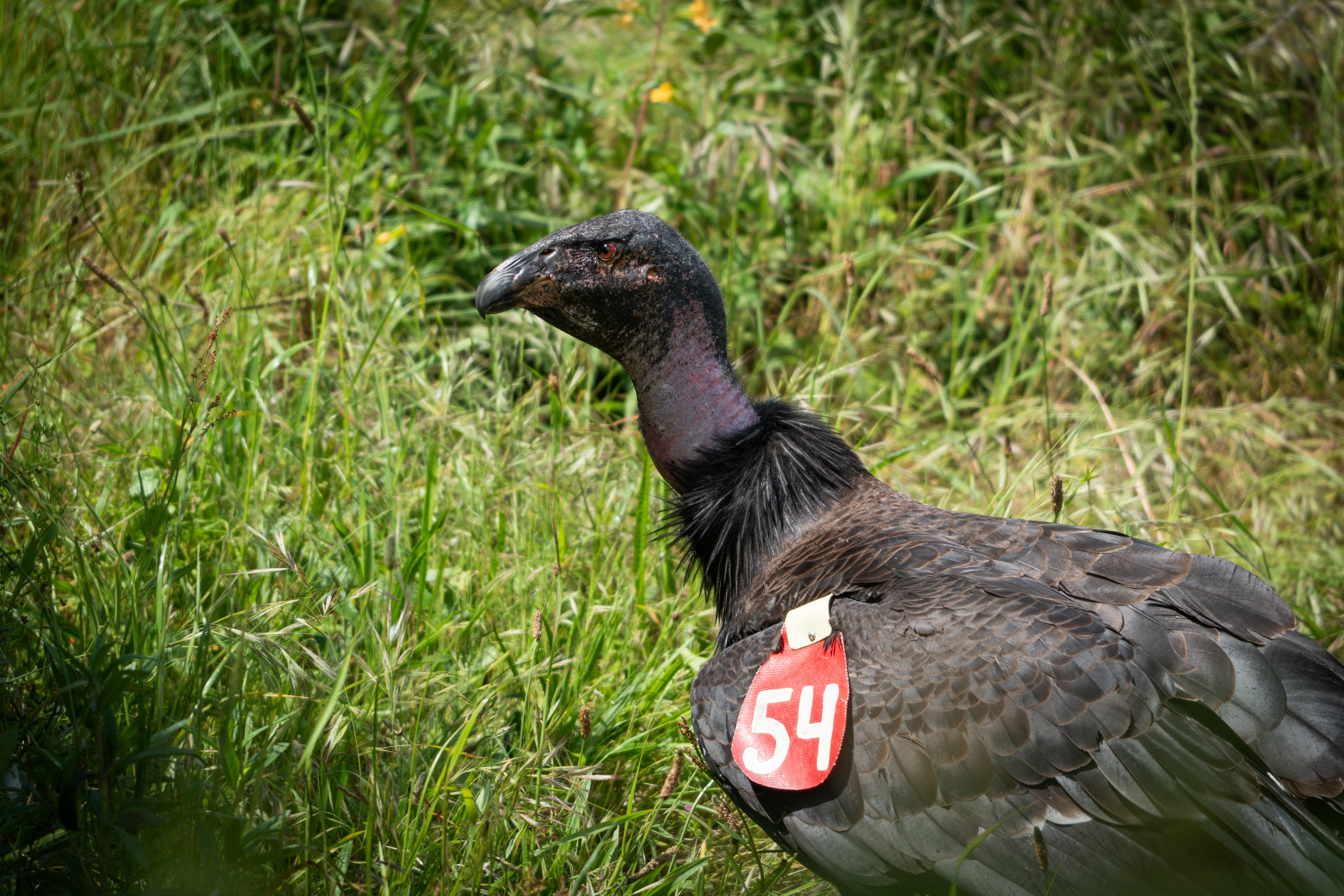 A dark bird with a red tag numbered 54.