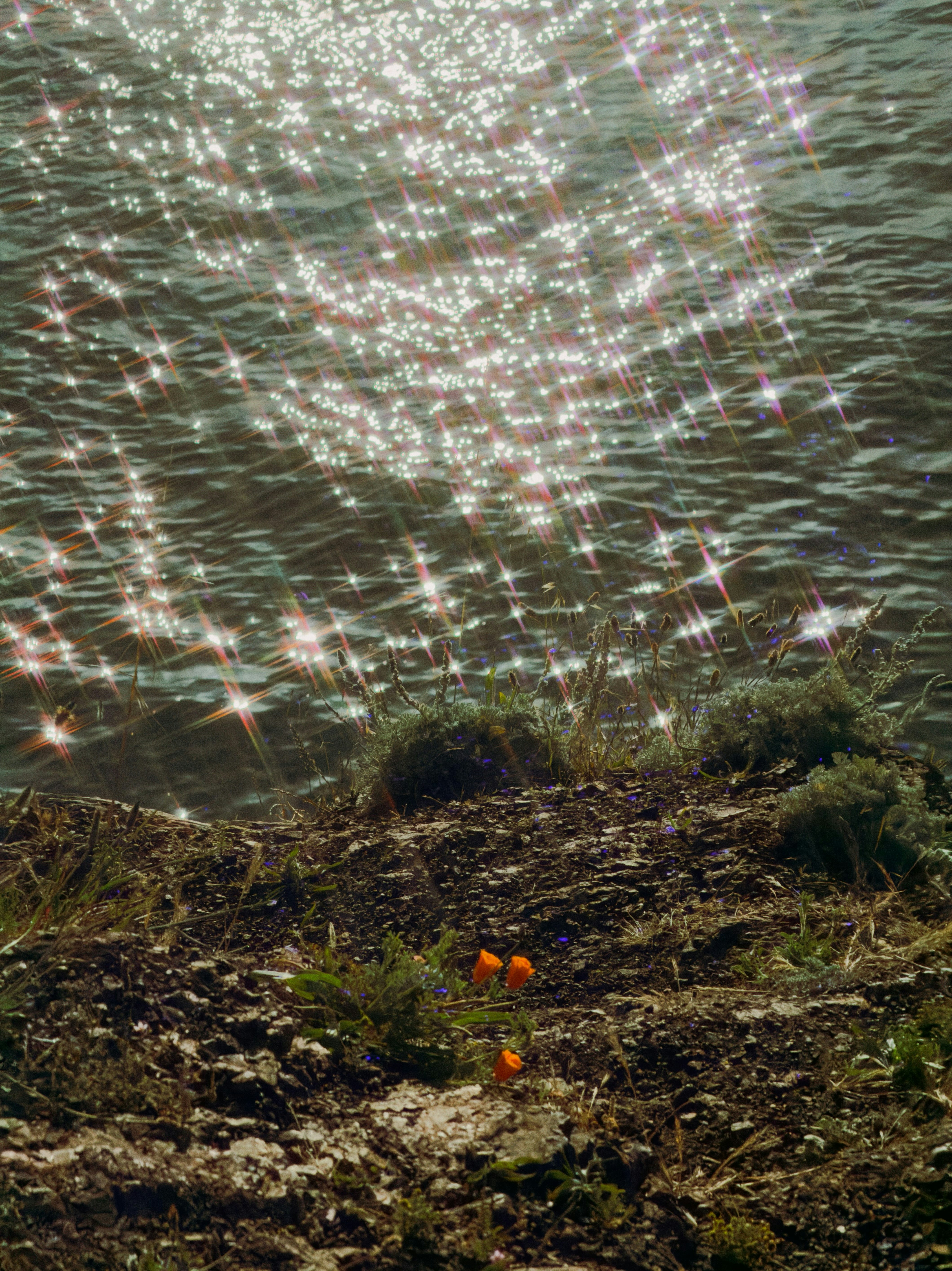 Sparkling water reflects sunlight near poppies on shore.