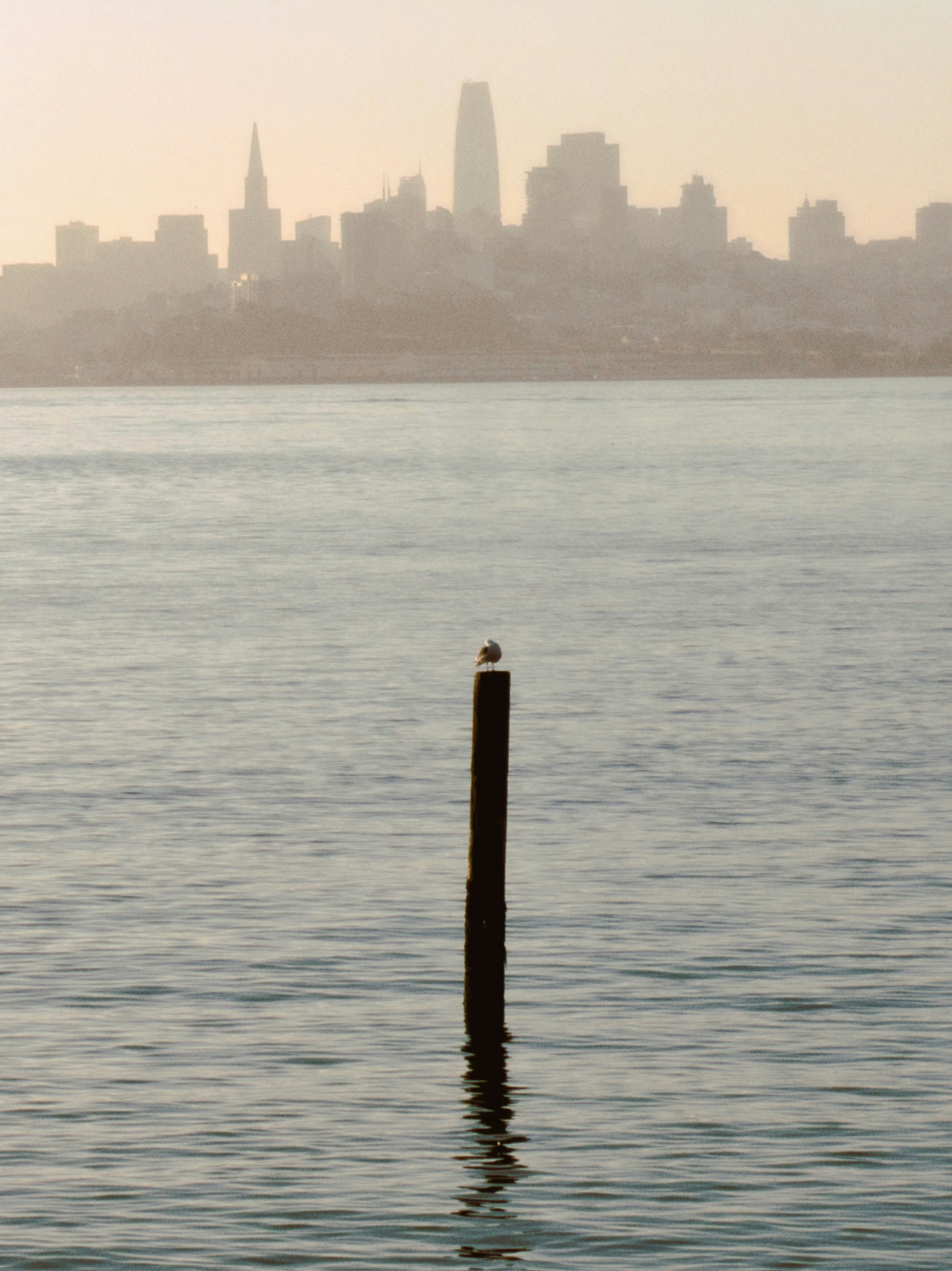 Seagull perched on post with city skyline background.