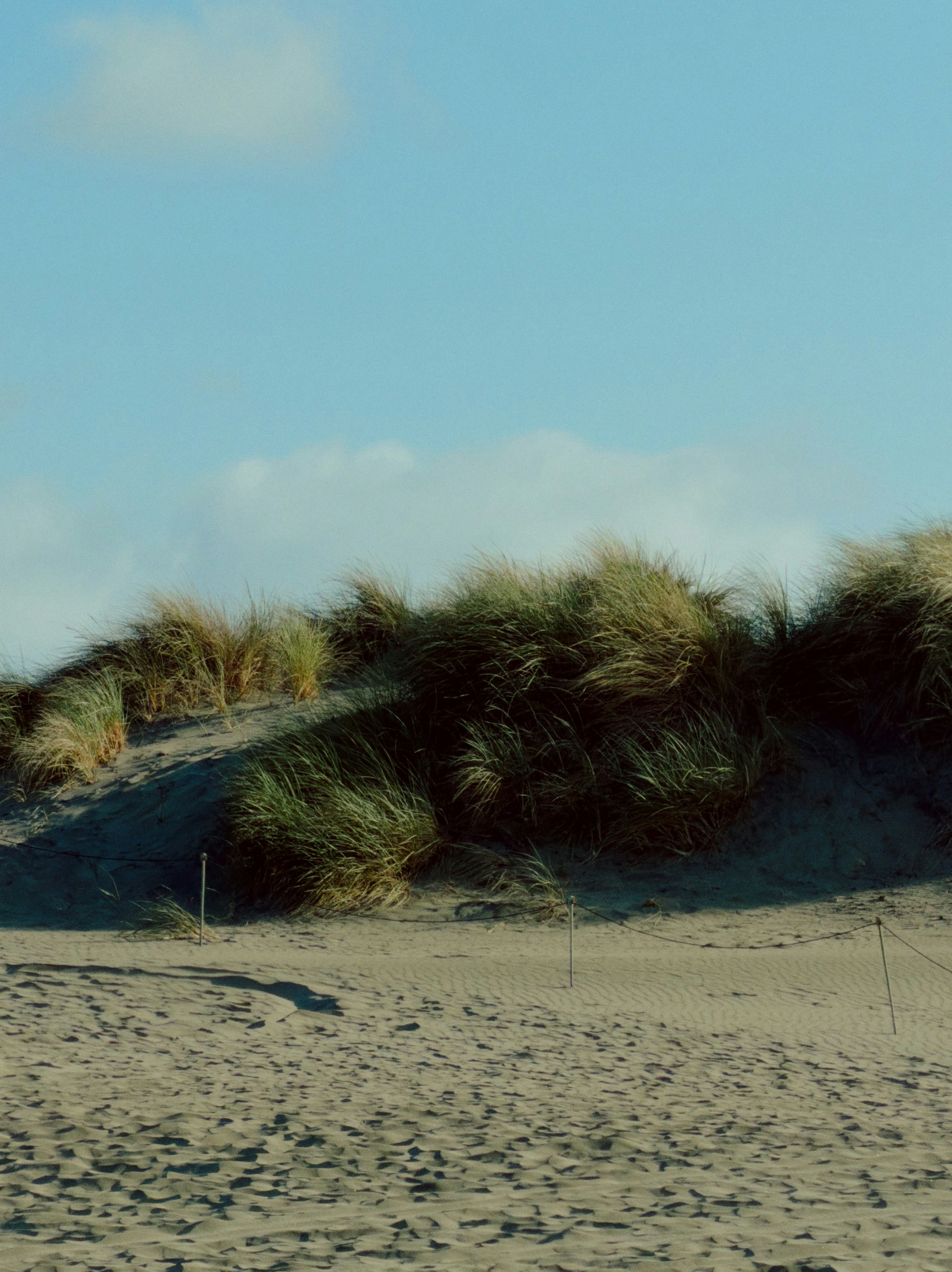 Grassy sand dunes under a clear blue sky.