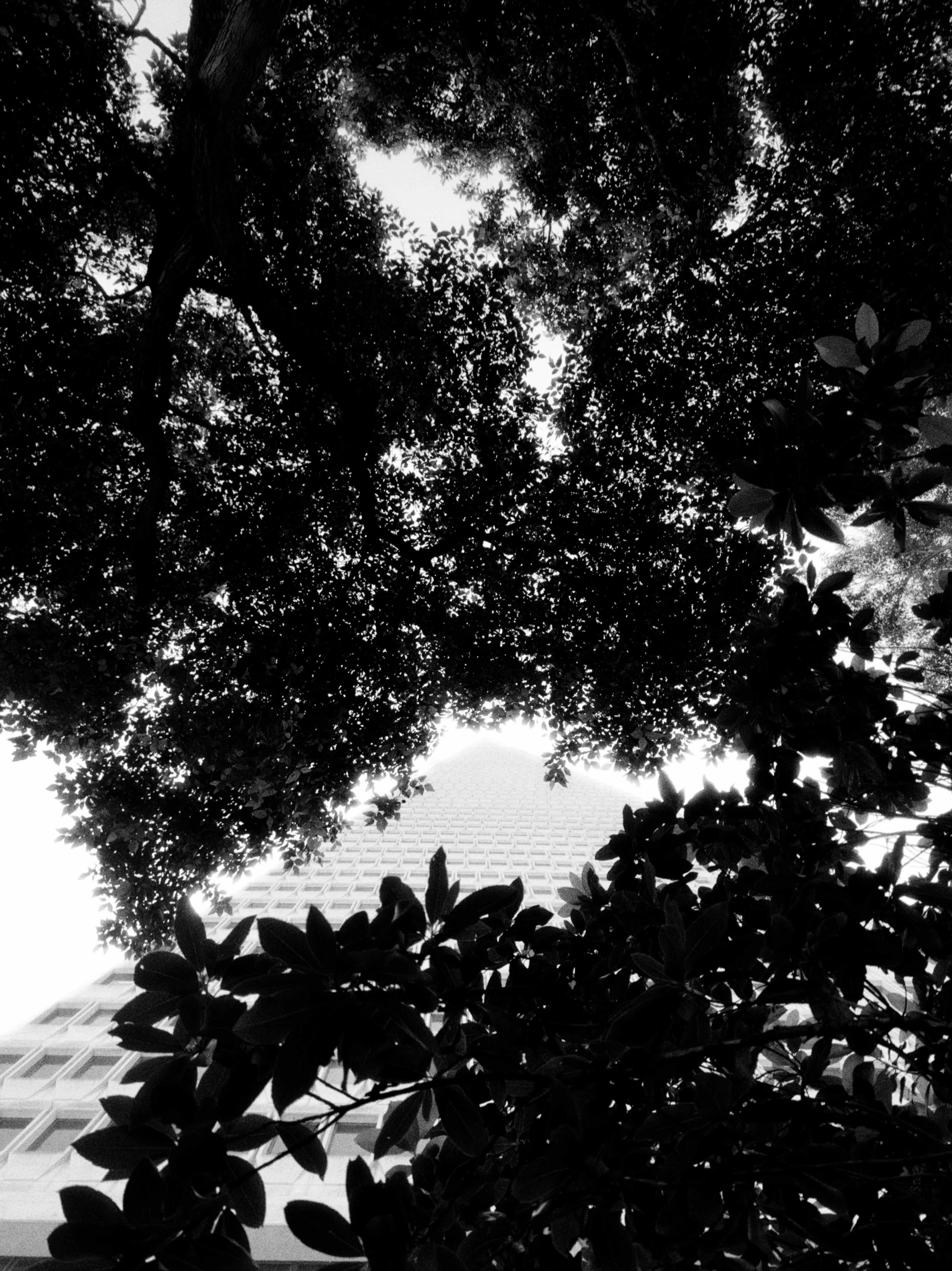 Looking up through trees at a building