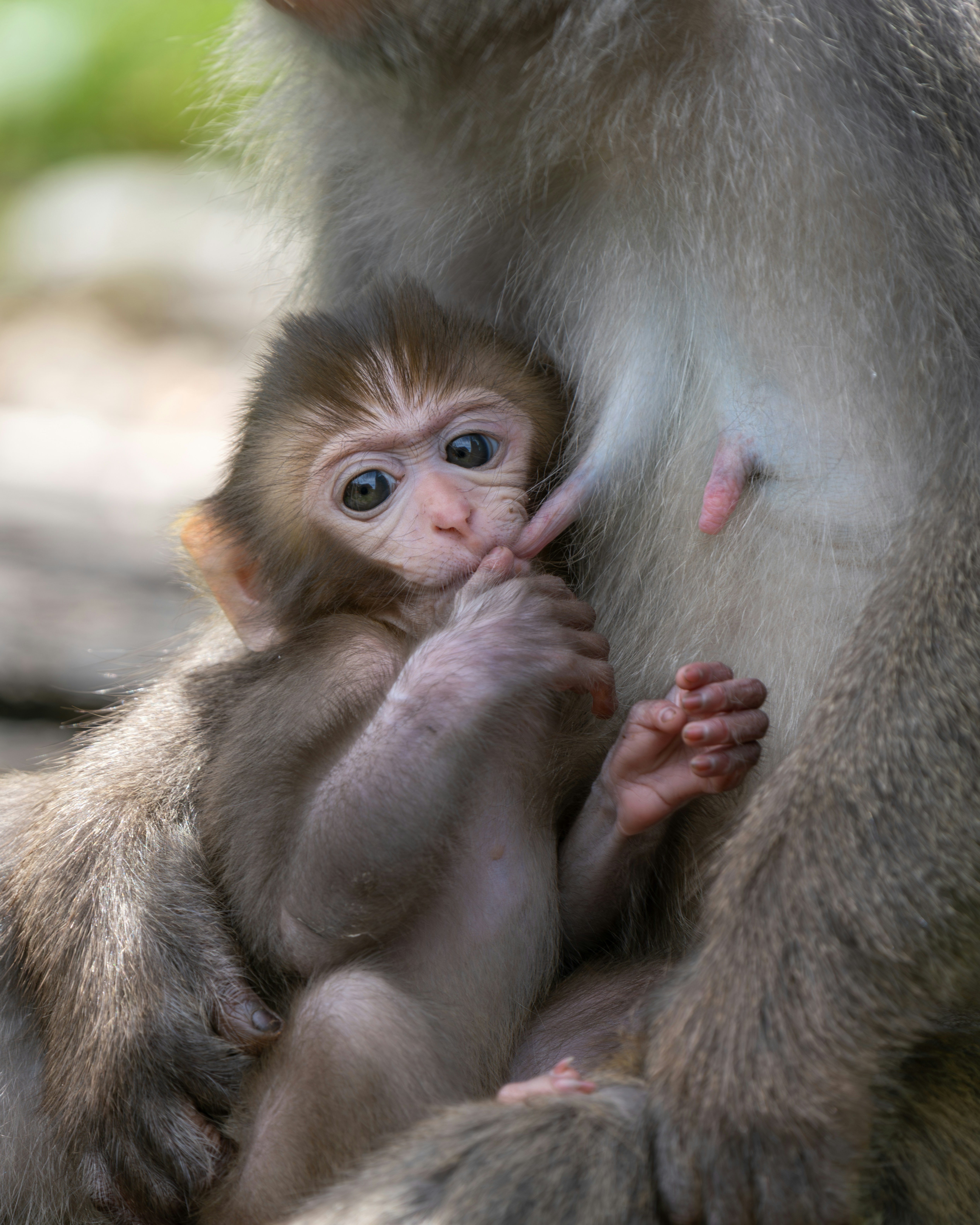 A baby monkey nurses from its mother.