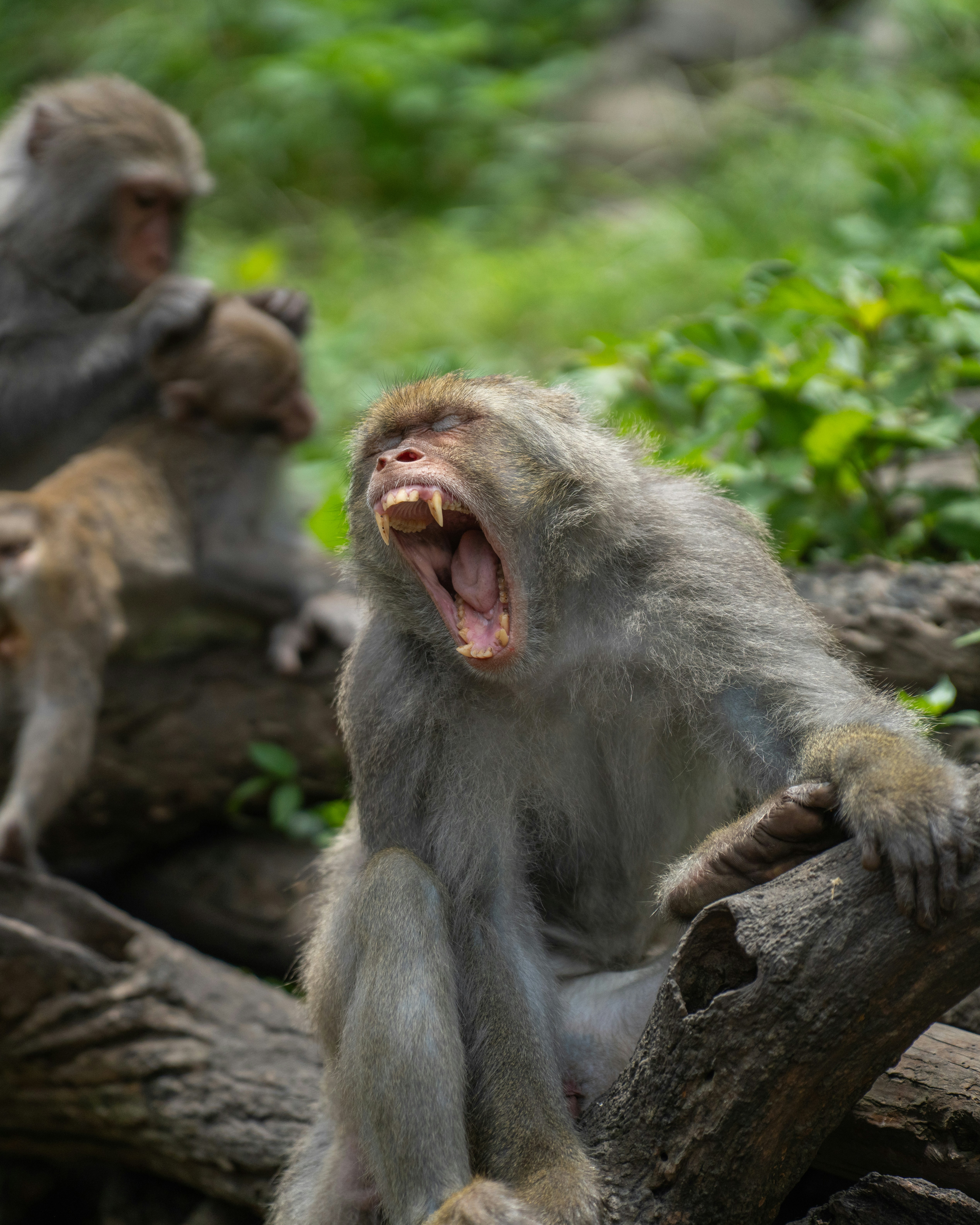 Monkey yawning widely with sharp teeth visible.