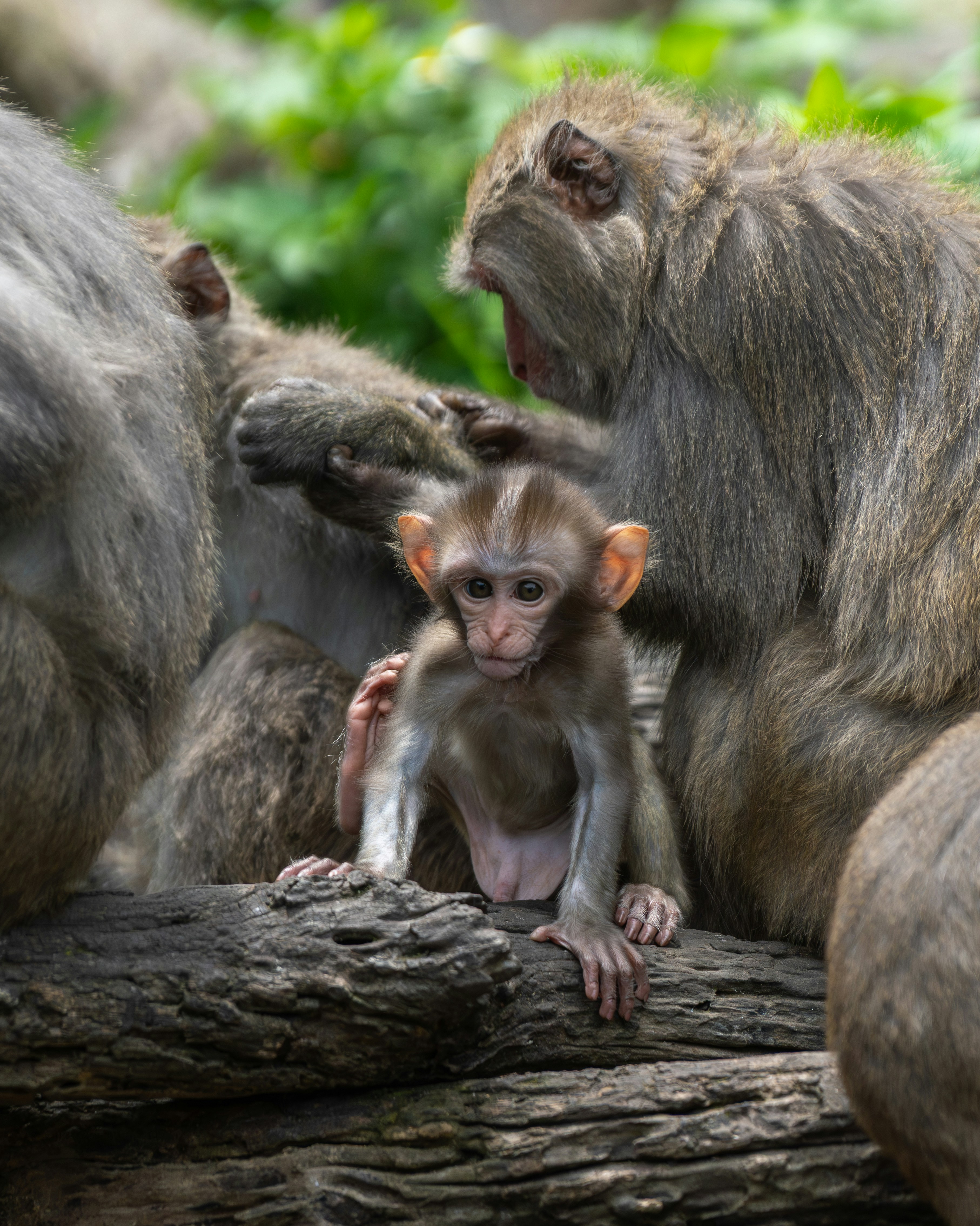 A baby monkey sits with its family on a log.