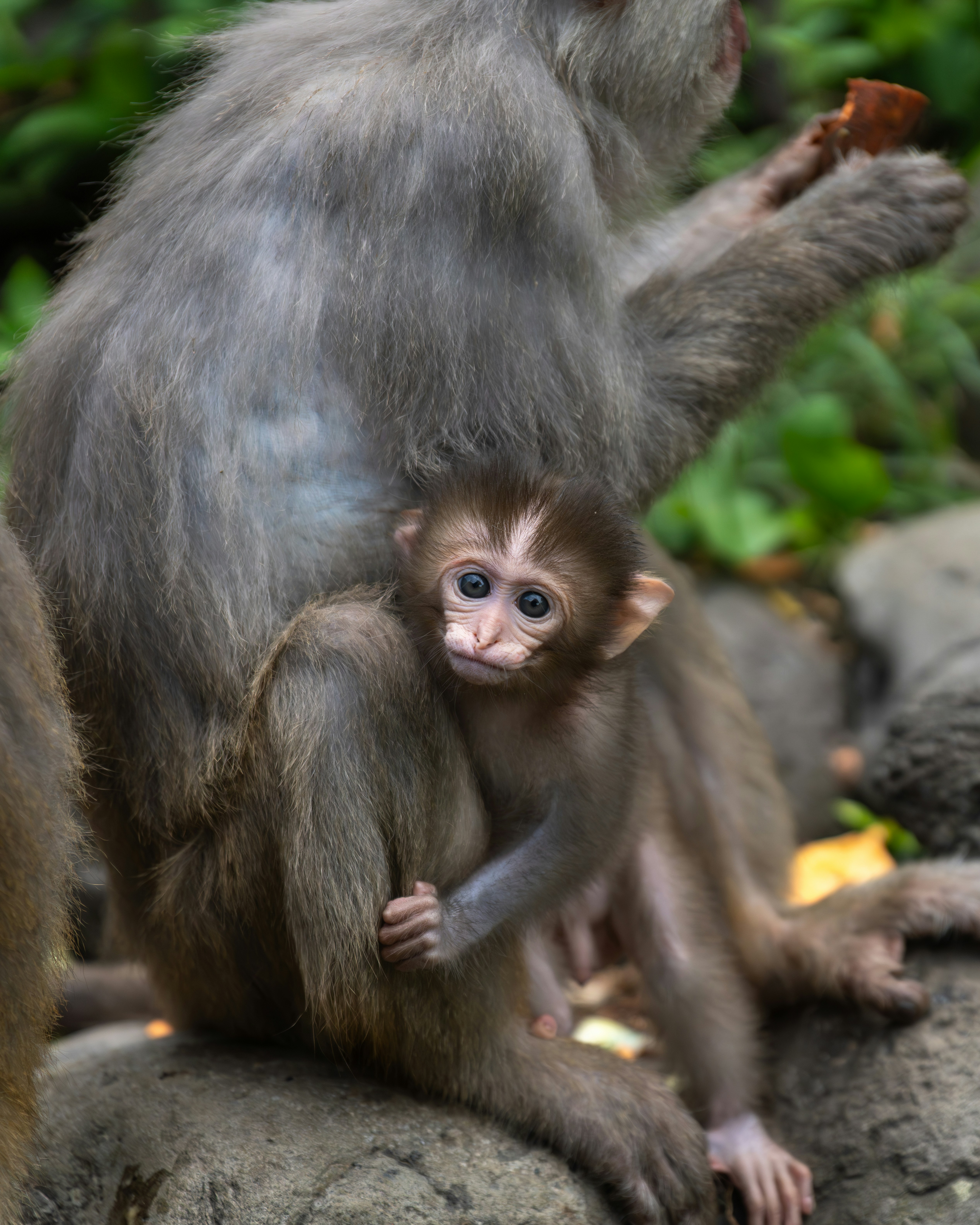A baby monkey clings to its mother's side.