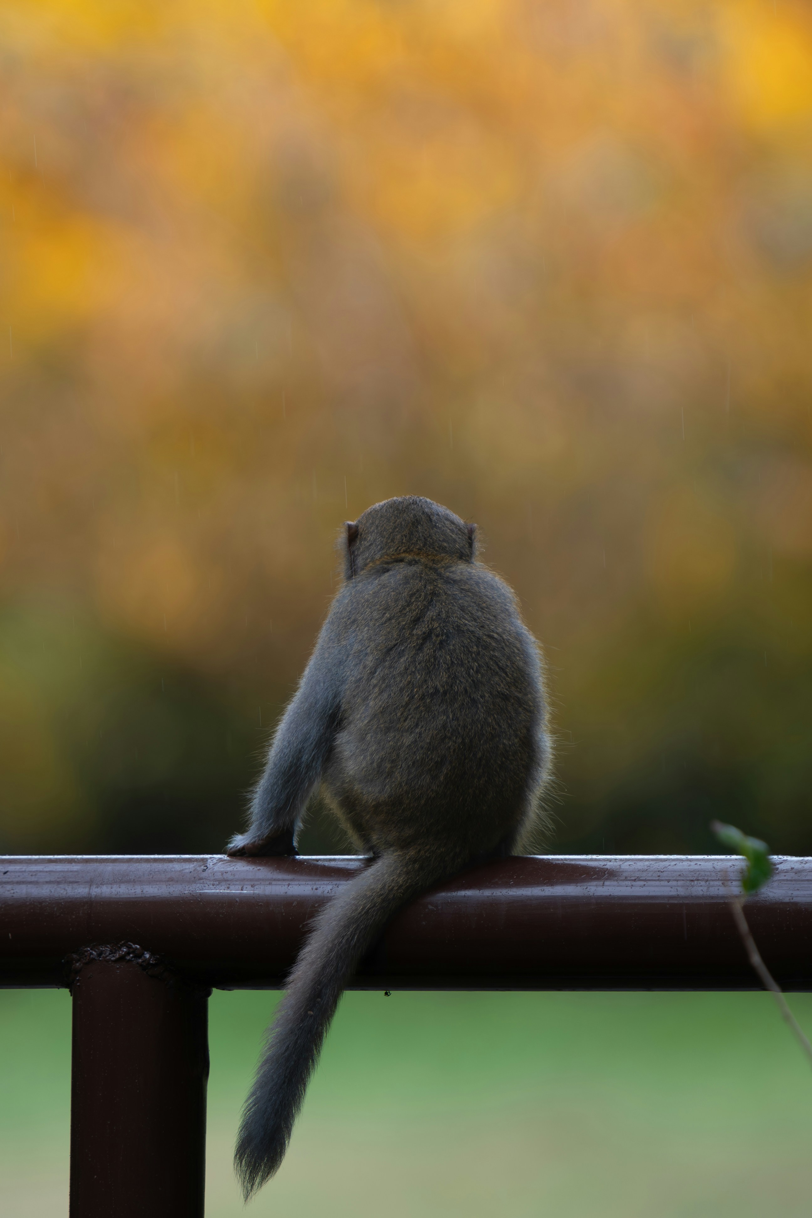 Monkey sitting on a railing with blurred autumn background.