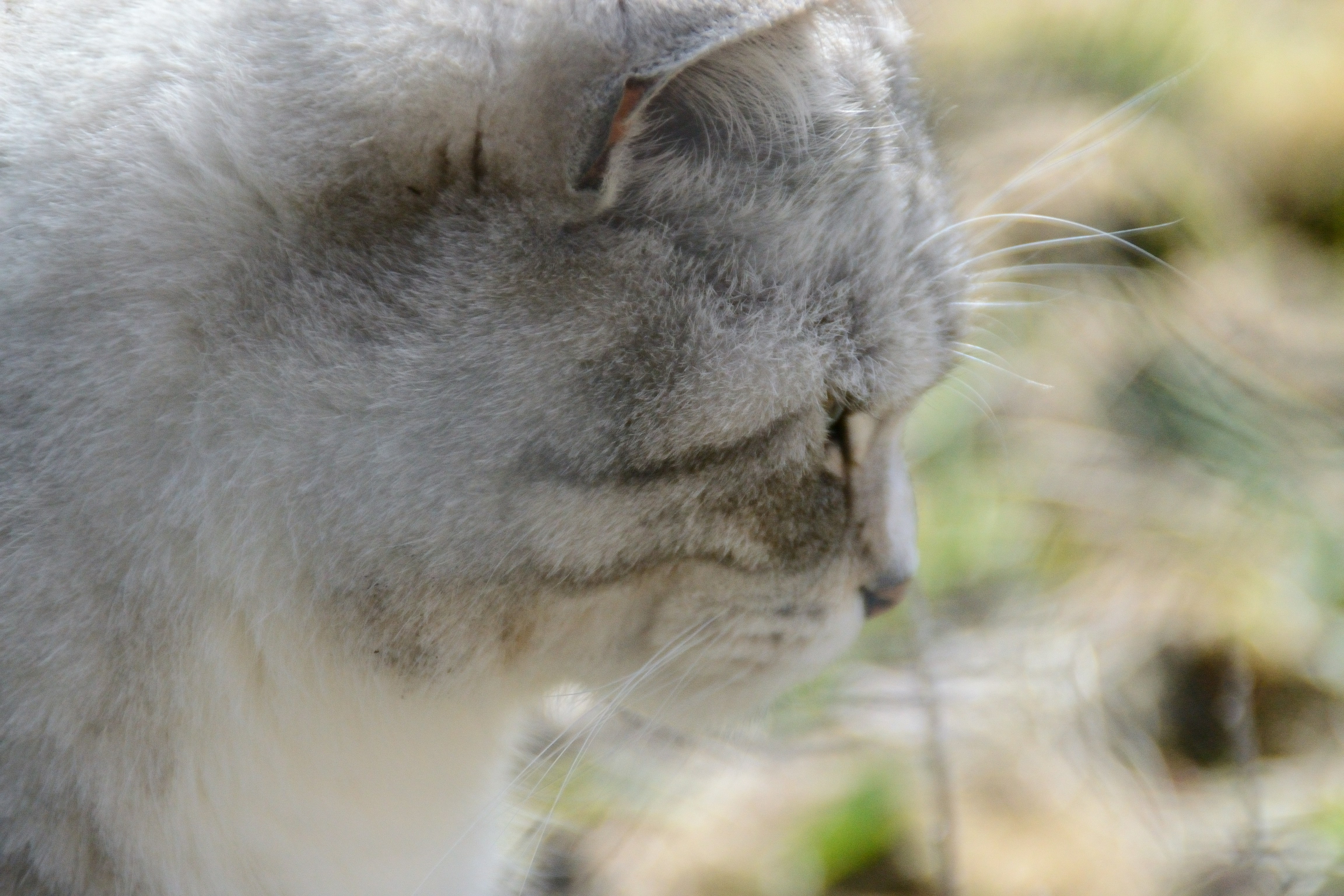 Close up profile of a grey tabby cat