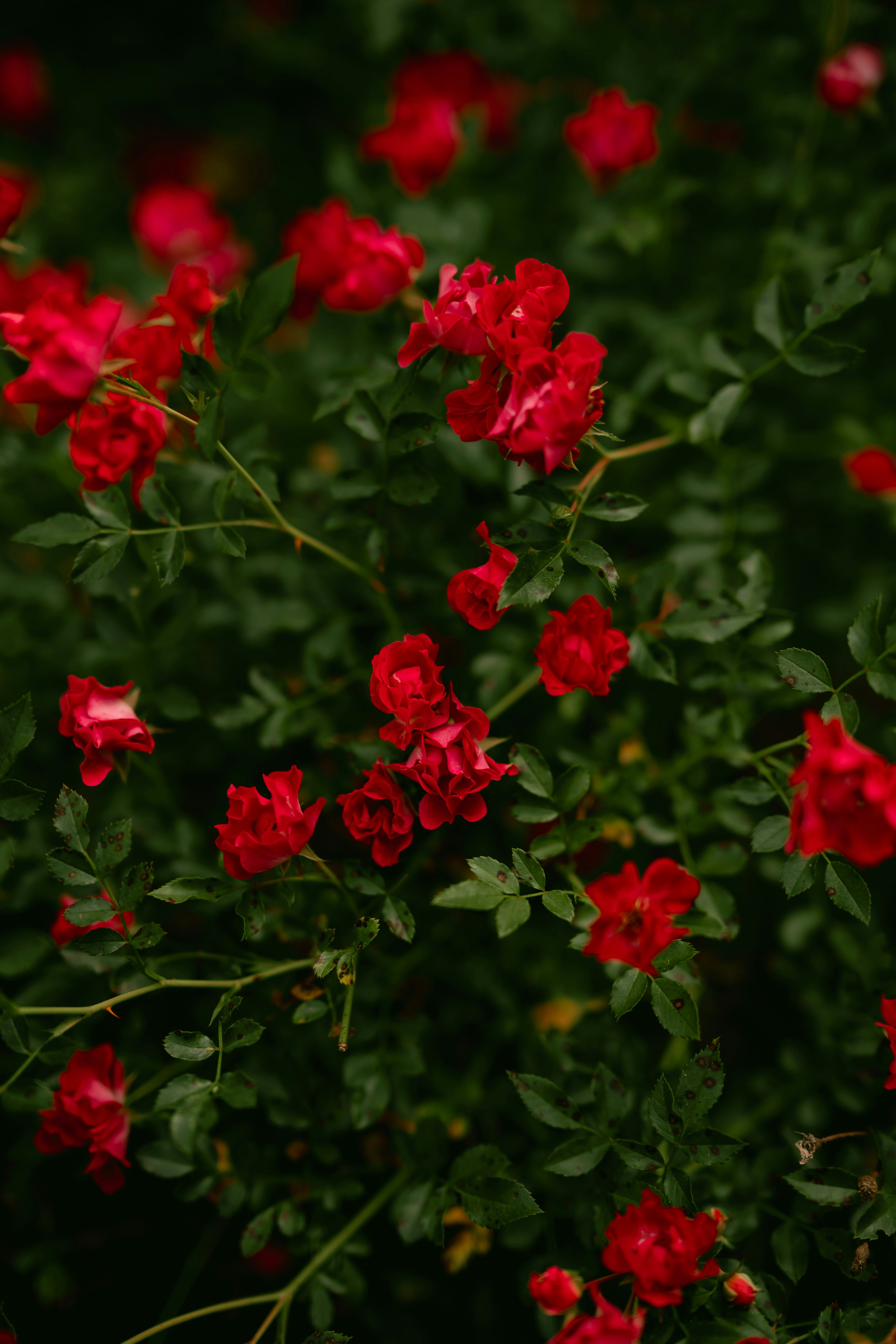 Photo by bennieray