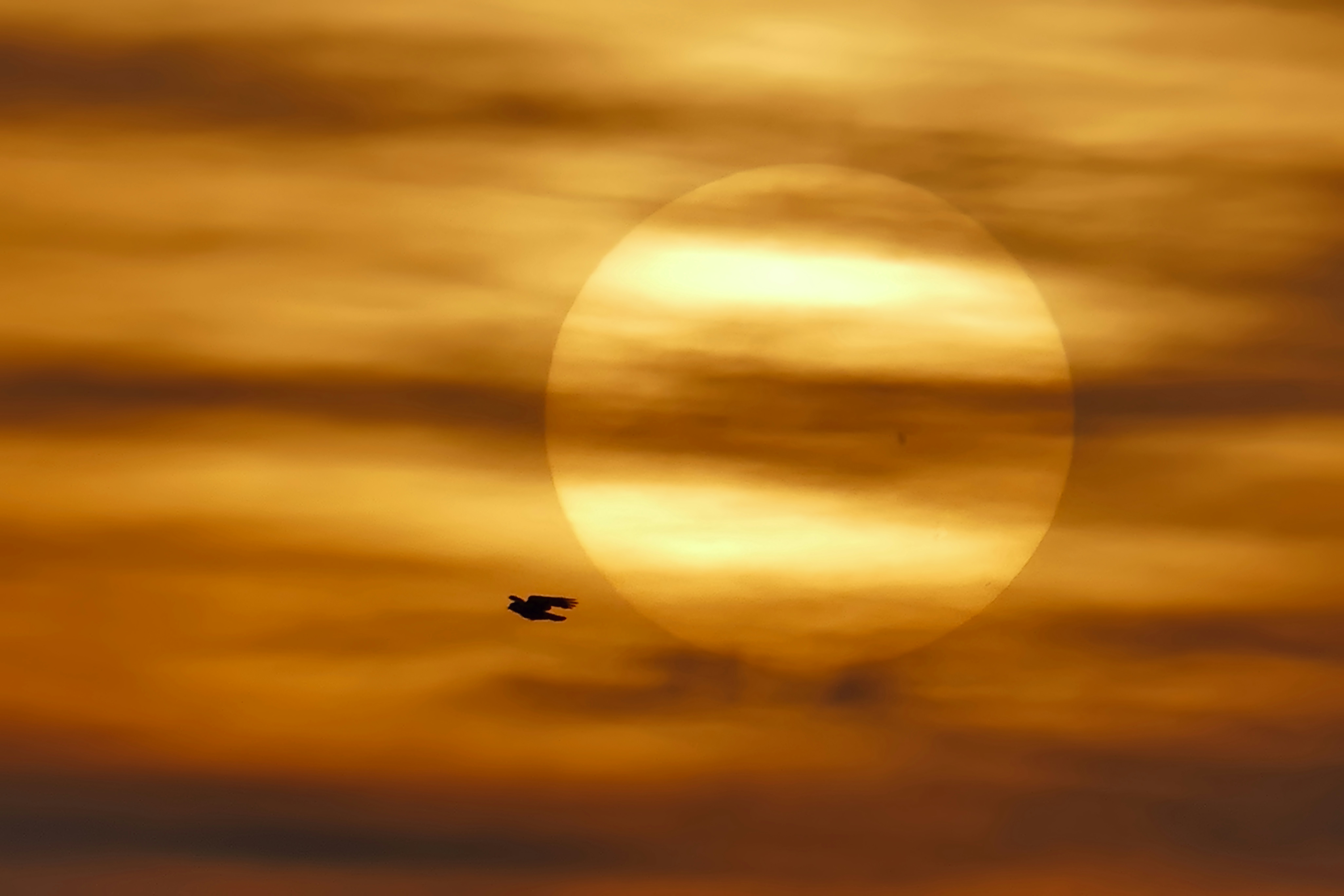 Un pájaro vuela frente a un gran sol brumoso.