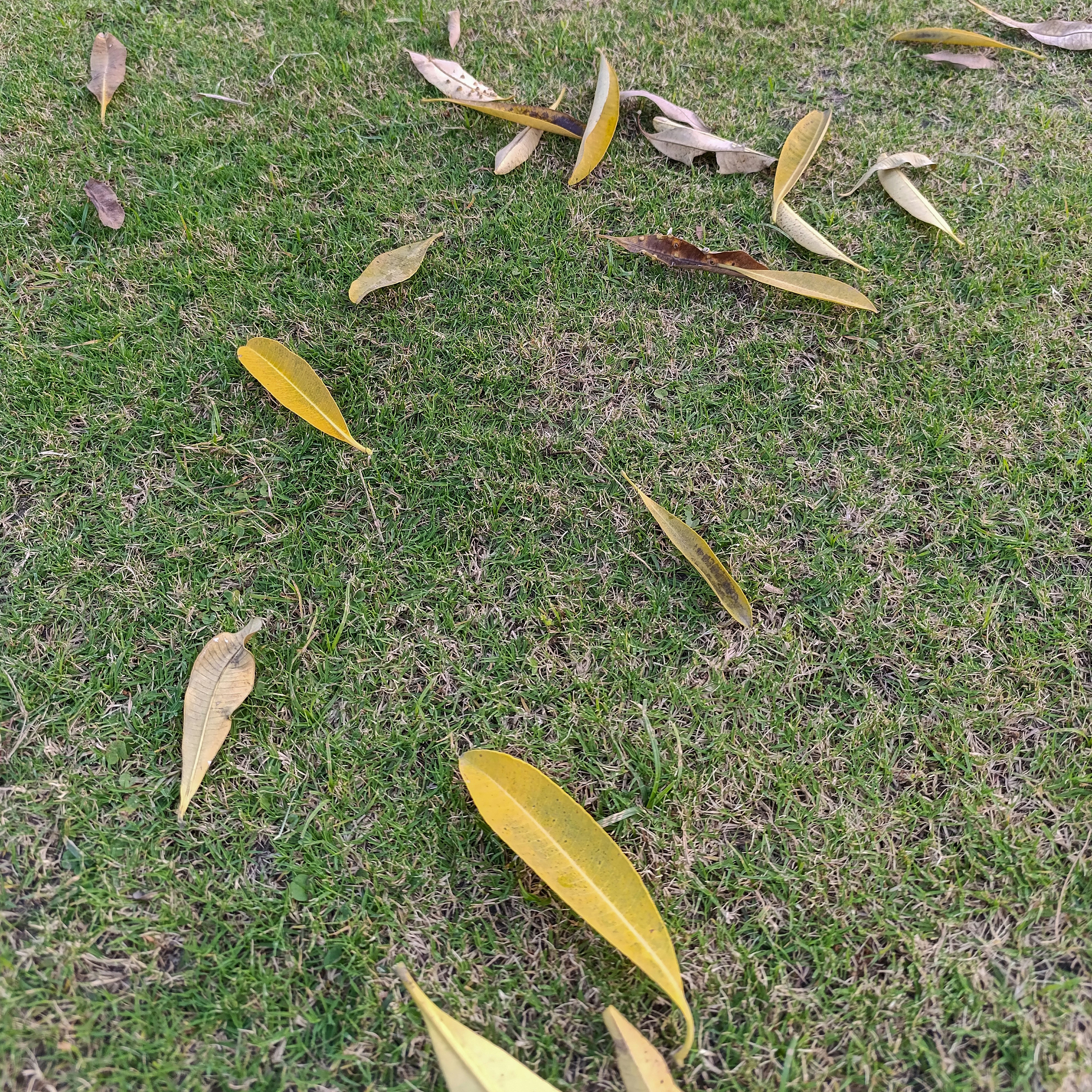 Fallen yellow leaves scattered on green grass - Free Photo on Unsplash