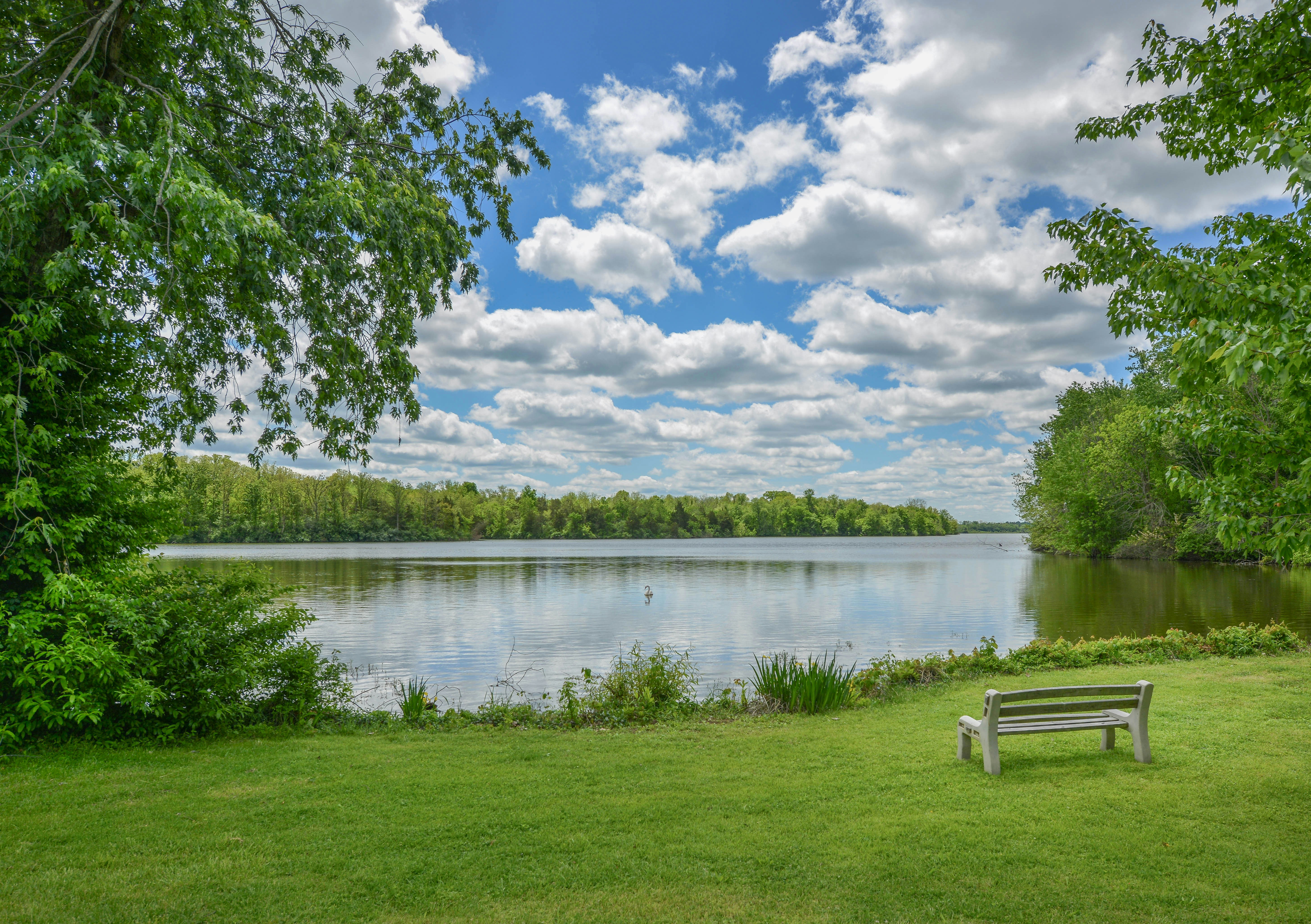 A peaceful lake surrounded by green trees and a bench.