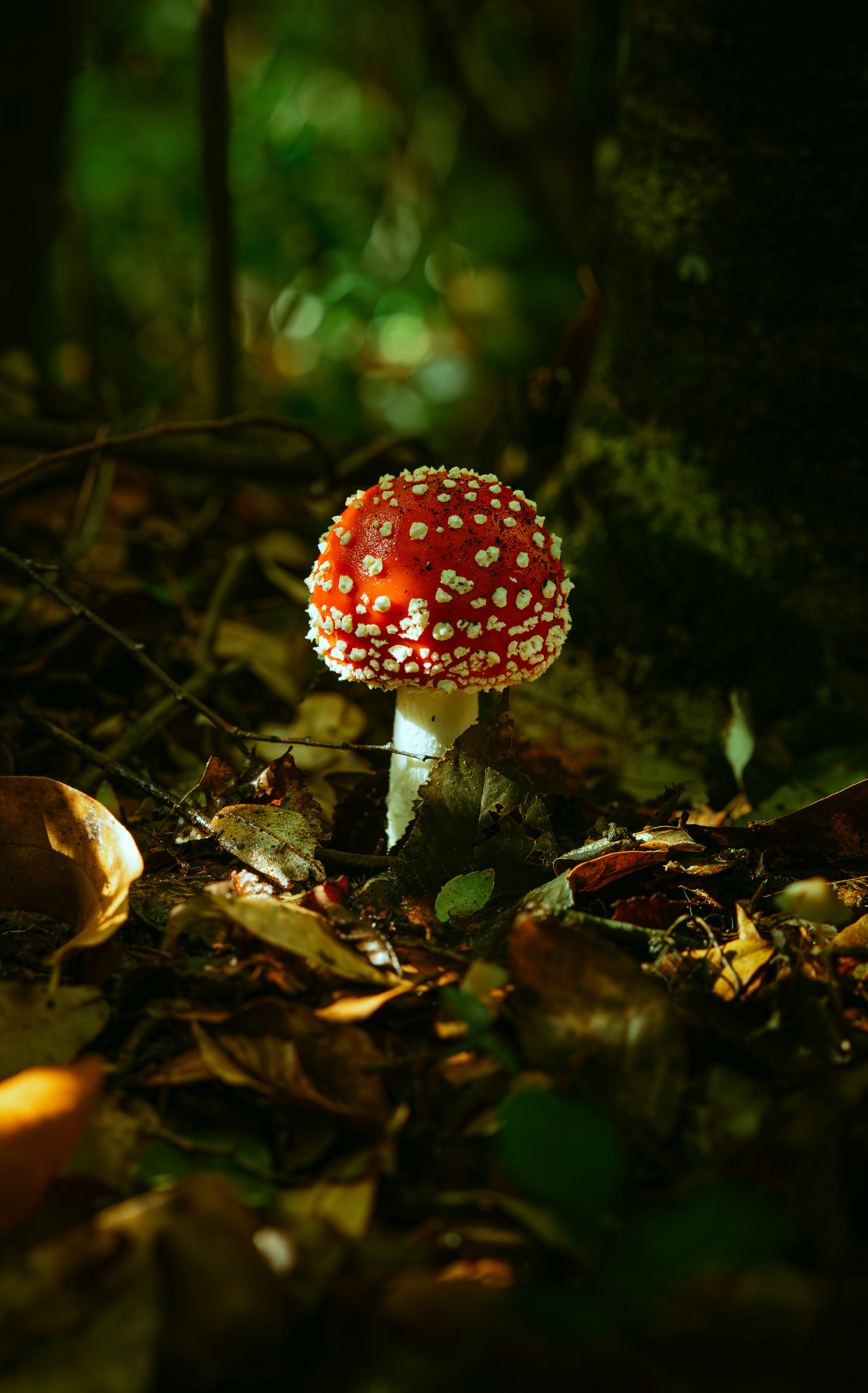 Un fungo rosso con macchie bianche in una foresta.