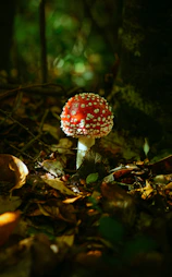 A red mushroom with white spots in a forest.