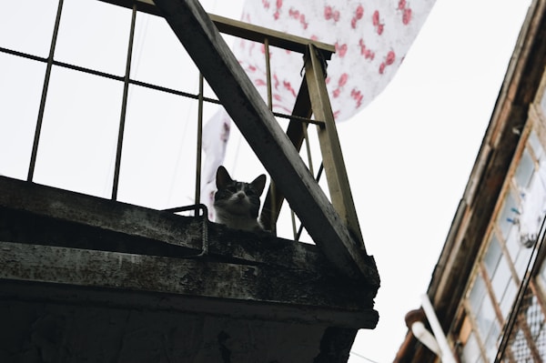 Balcon et chat : sécuriser sans transformer votre appart en cage