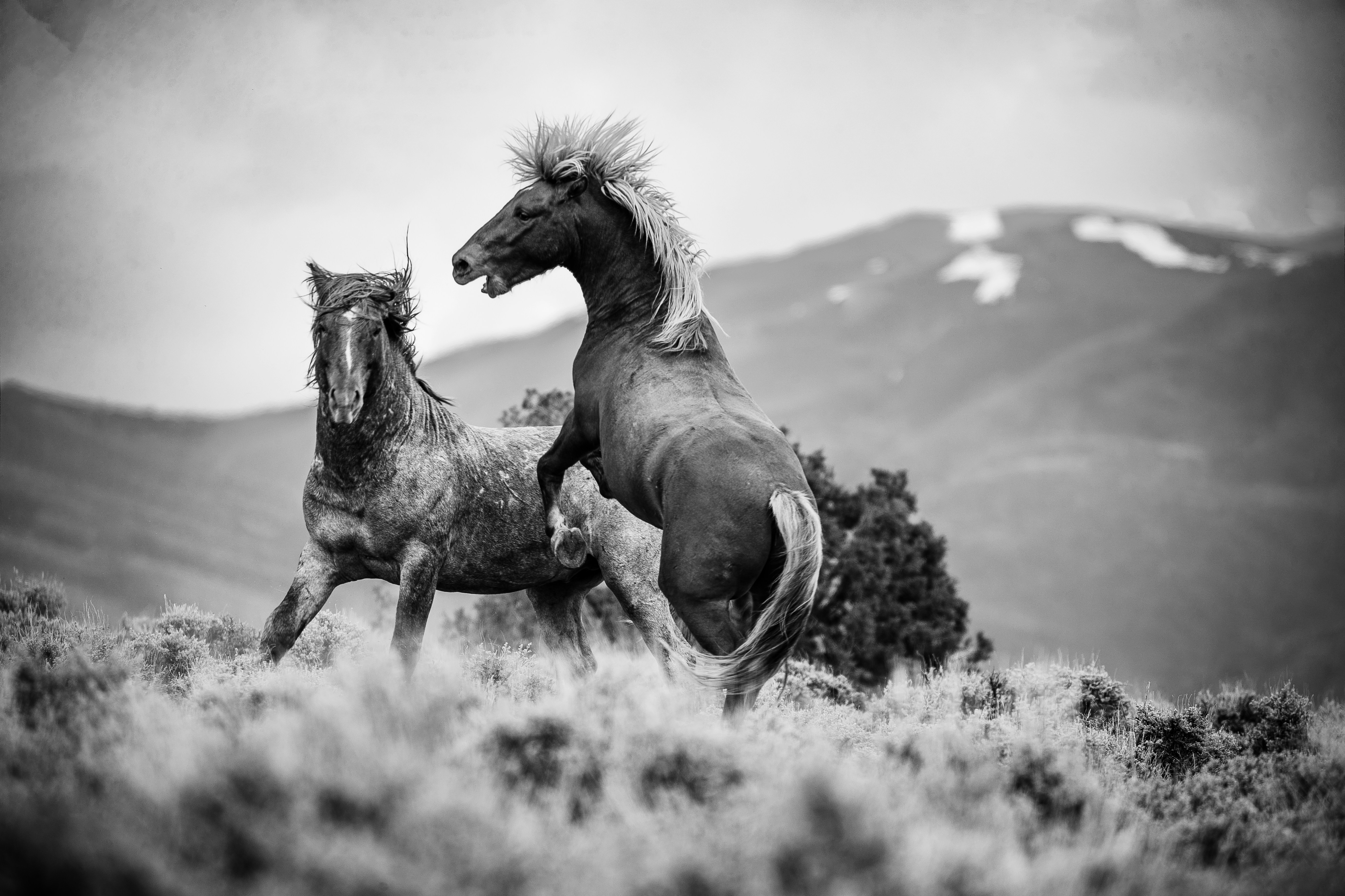 Deux chevaux sauvages se battant dans un champ sec