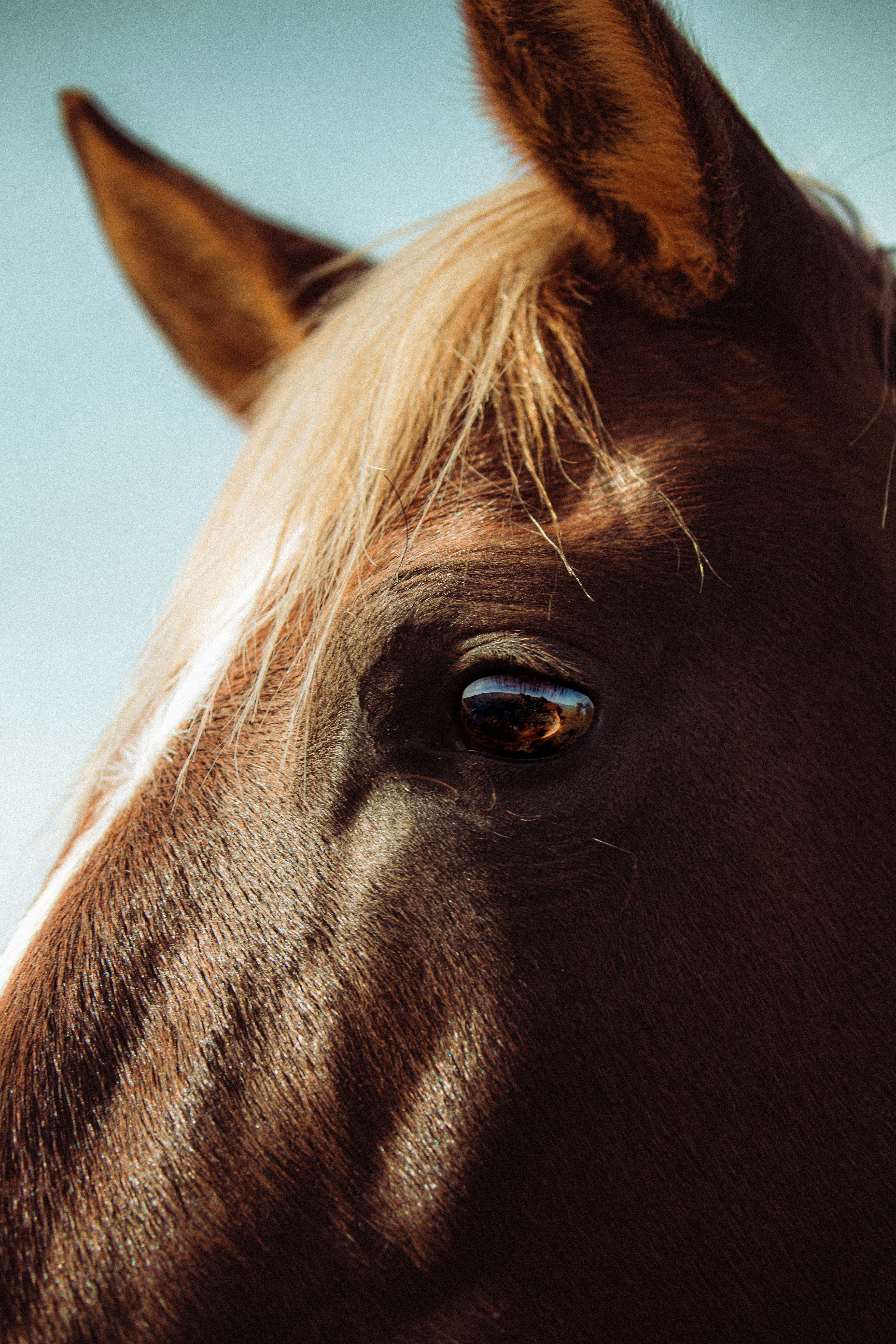 Gros plan de l’œil et de la crinière d’un cheval brun