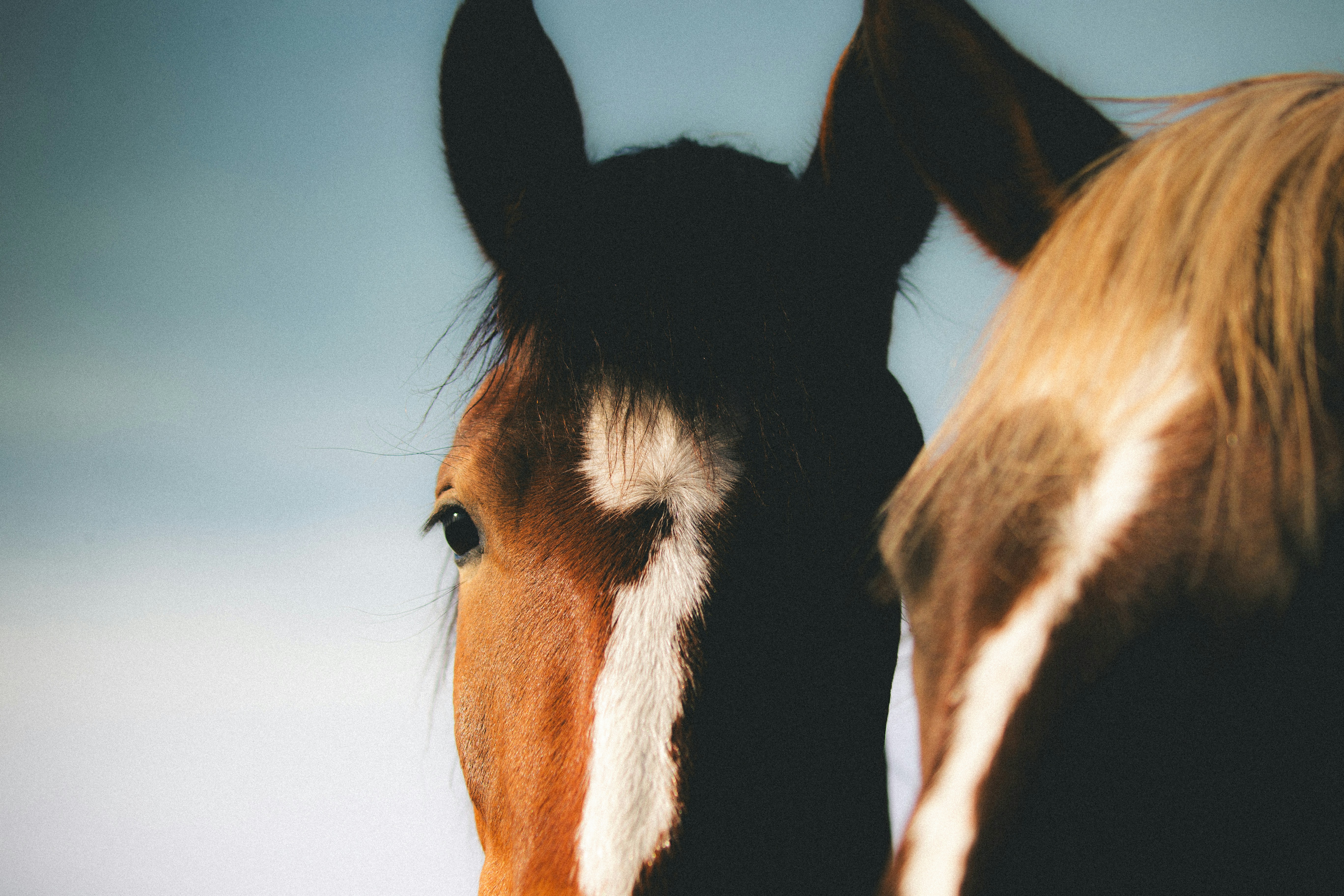 China Released Thousands of Horses Into A Desert With ZERO GRASS — 5 Years Later The Map Changed