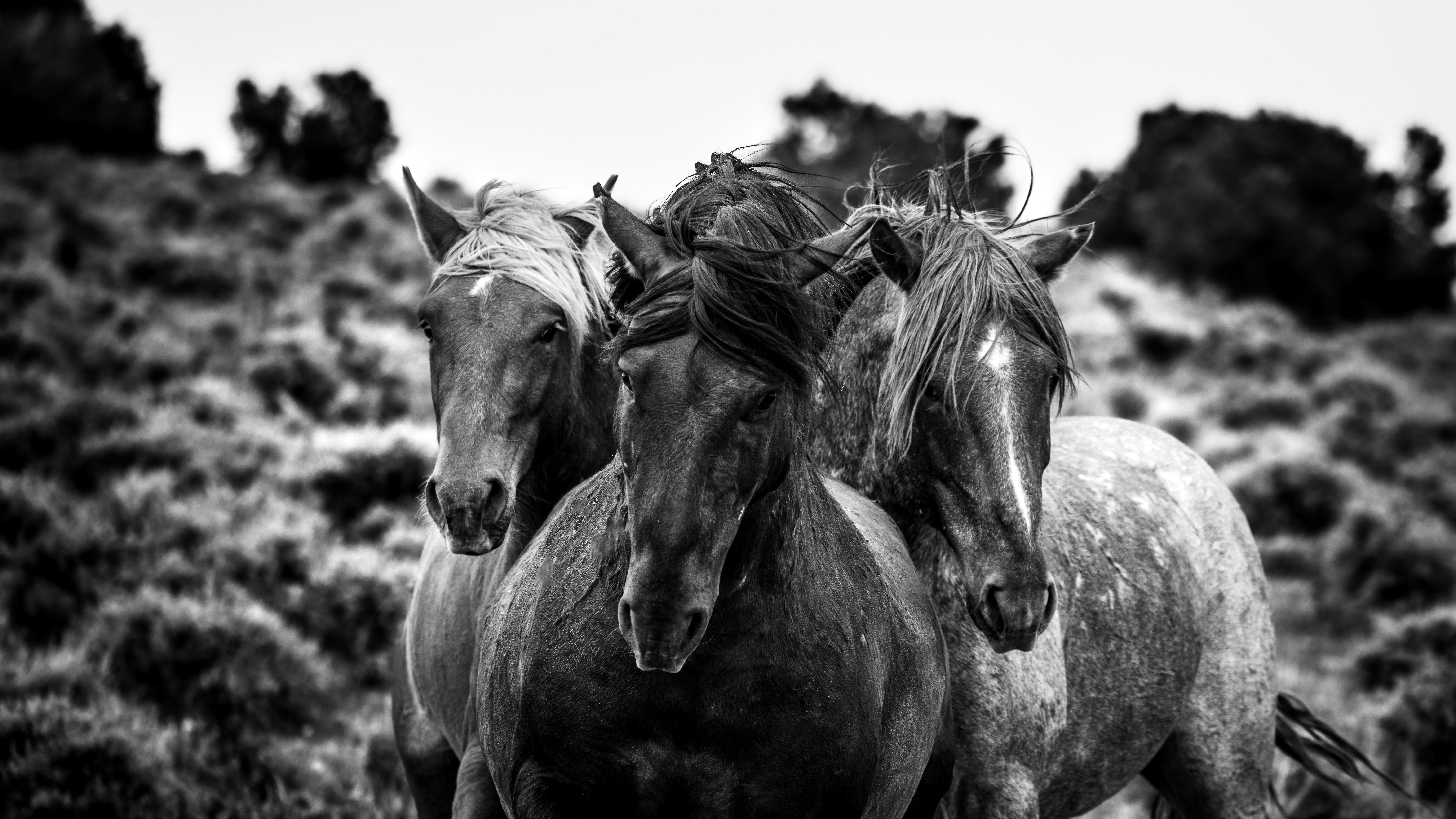 Trois chevaux se tiennent ensemble dans un champ