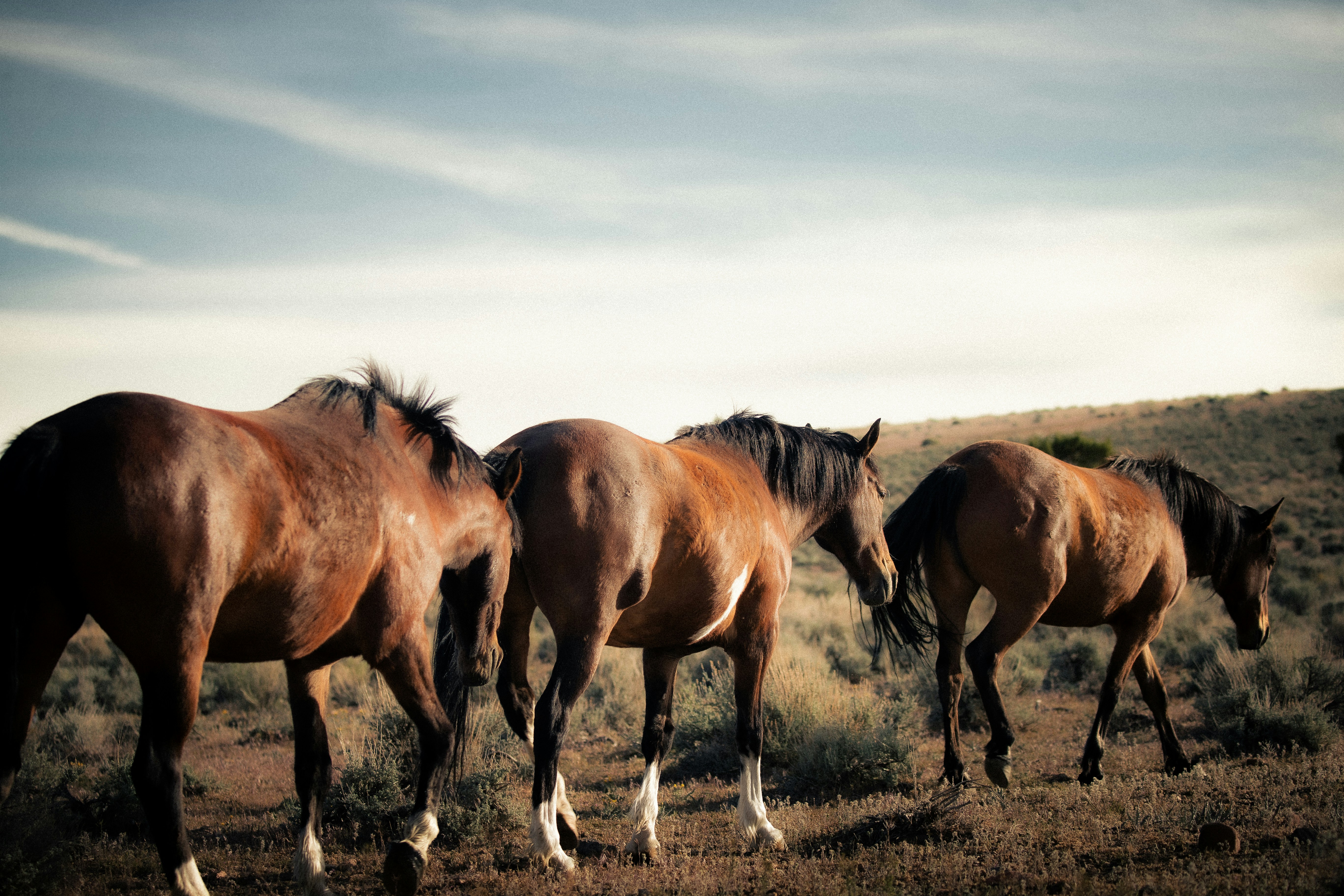 Trois chevaux marchant sur un champ sec et herbeux.
