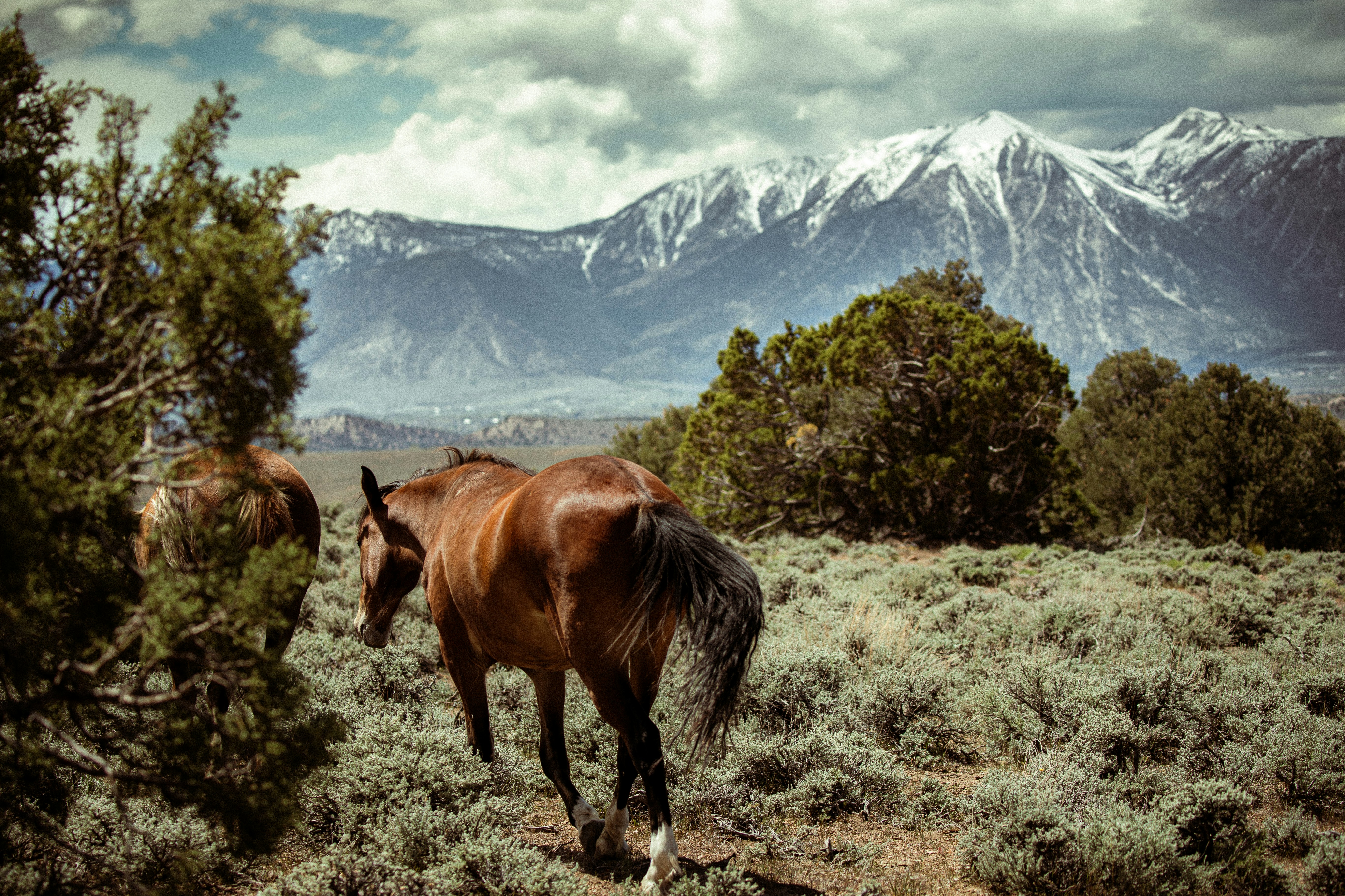Des chevaux marchant dans un champ avec des montagnes derrière
