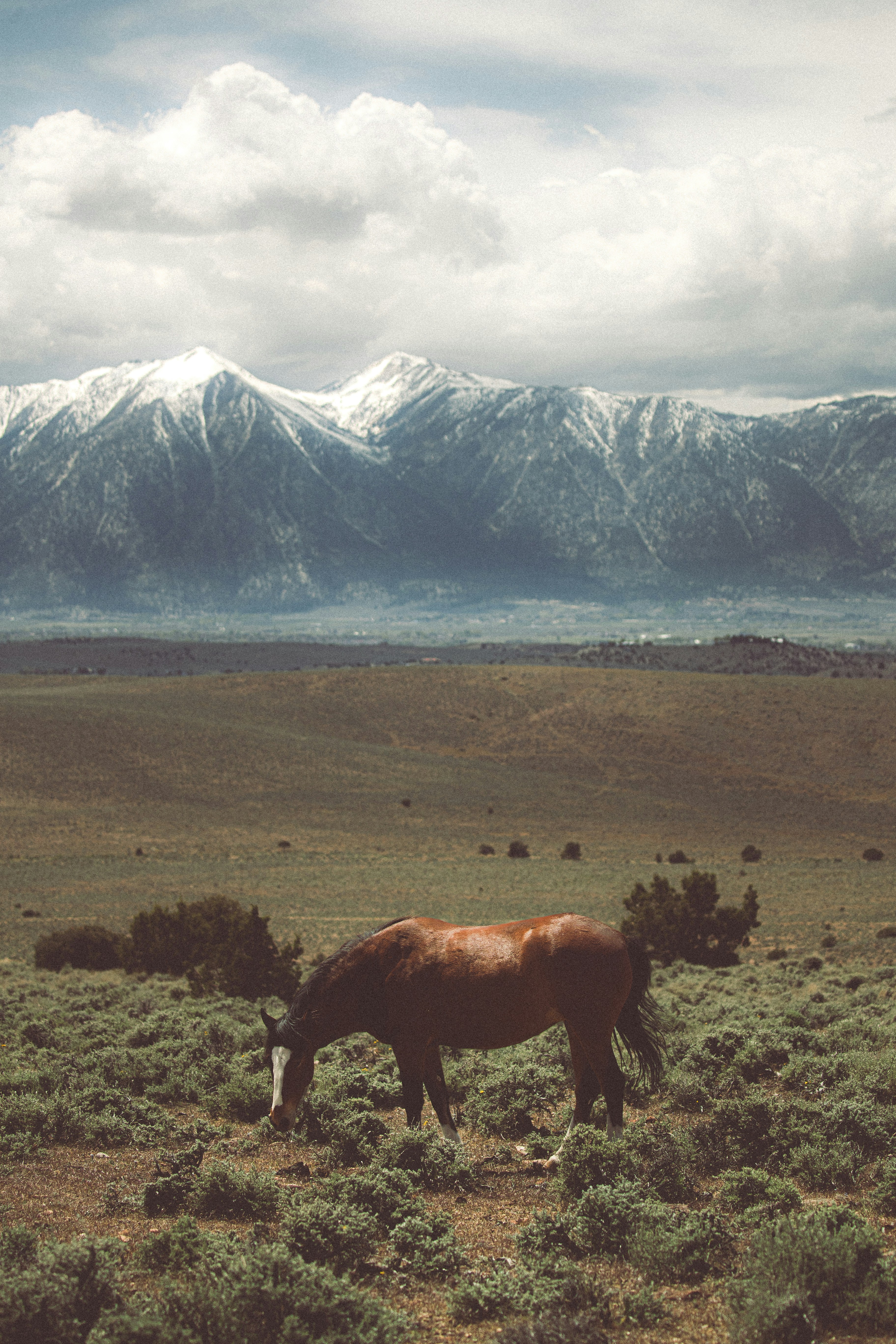 Un cheval brun broute dans un champ couvert de montagnes enneigées.
