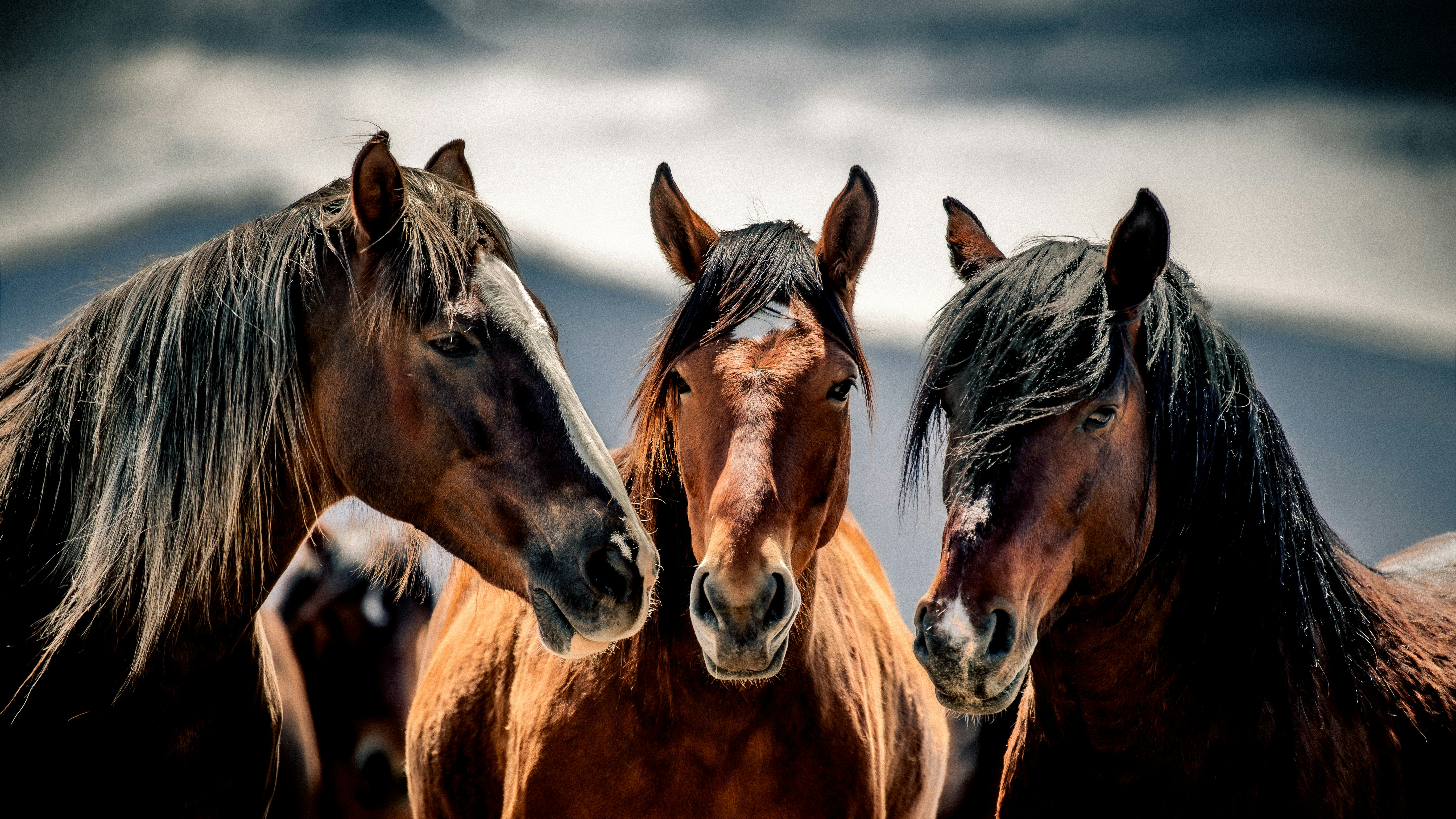 Trois chevaux se tiennent ensemble sous un ciel orageux