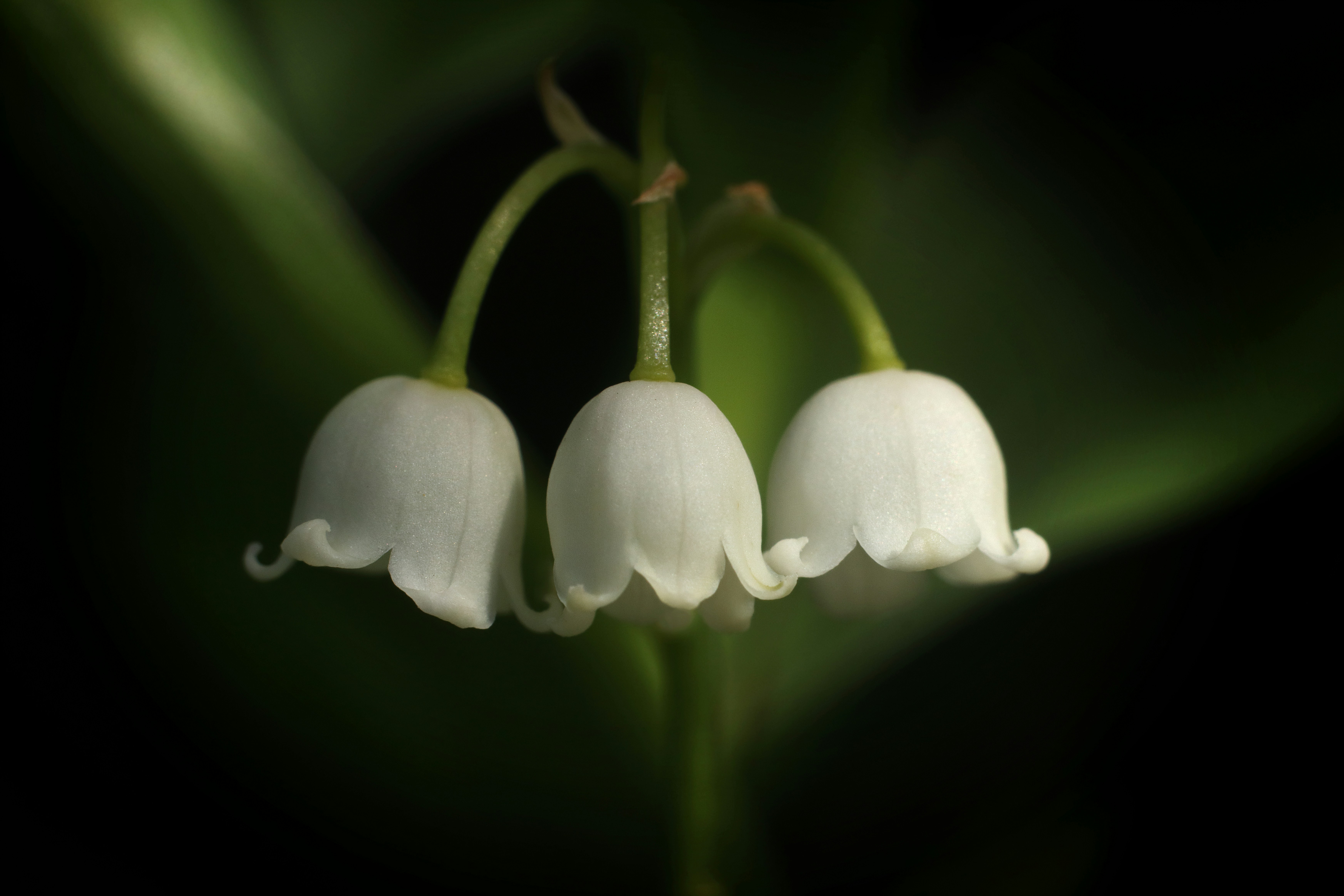 Florecen tres flores blancas de lirio del valle.