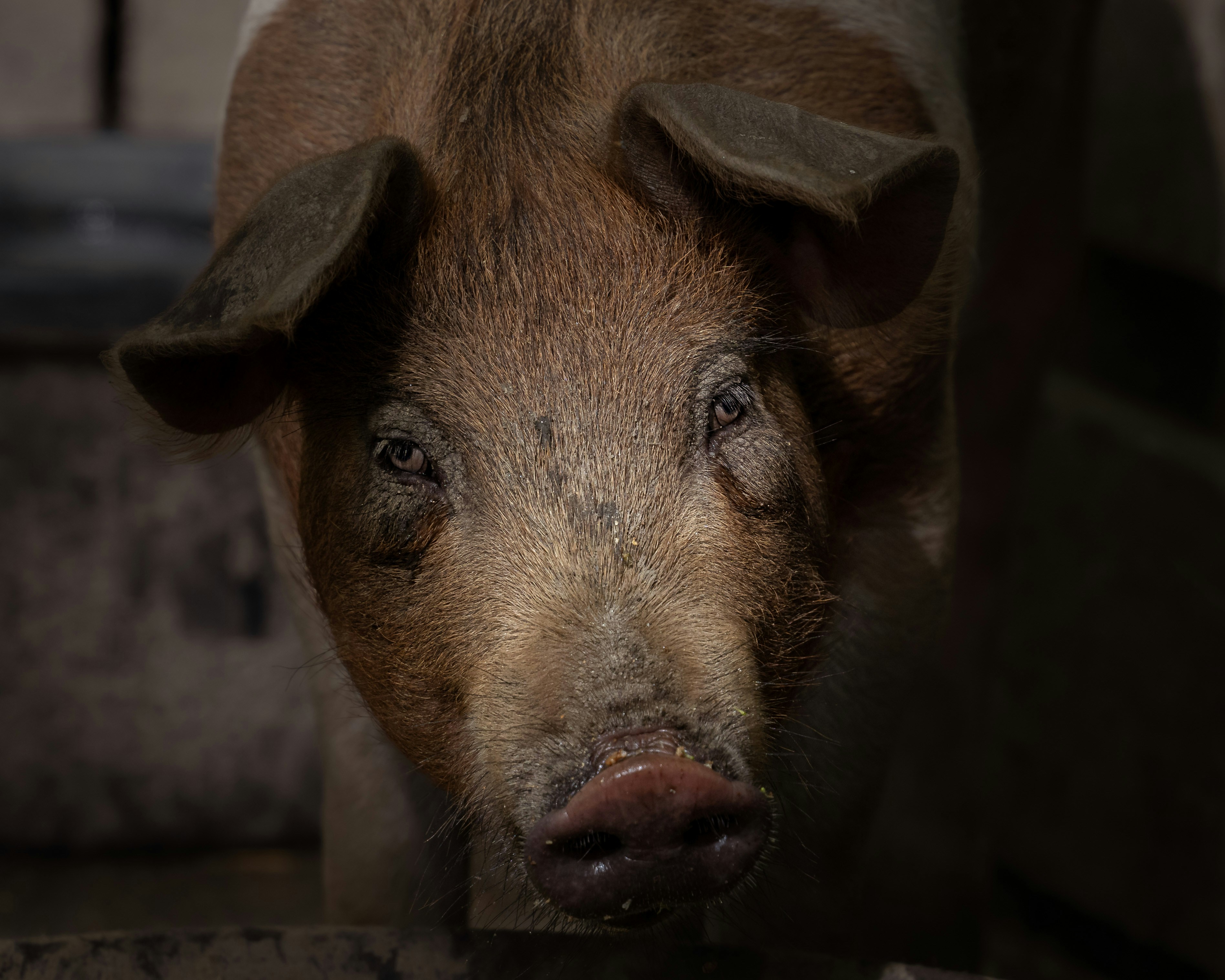 🐷 '엔테로포크 콜라이 에이씨' 출시와 동물약품 제도 개편, 농가 주목!