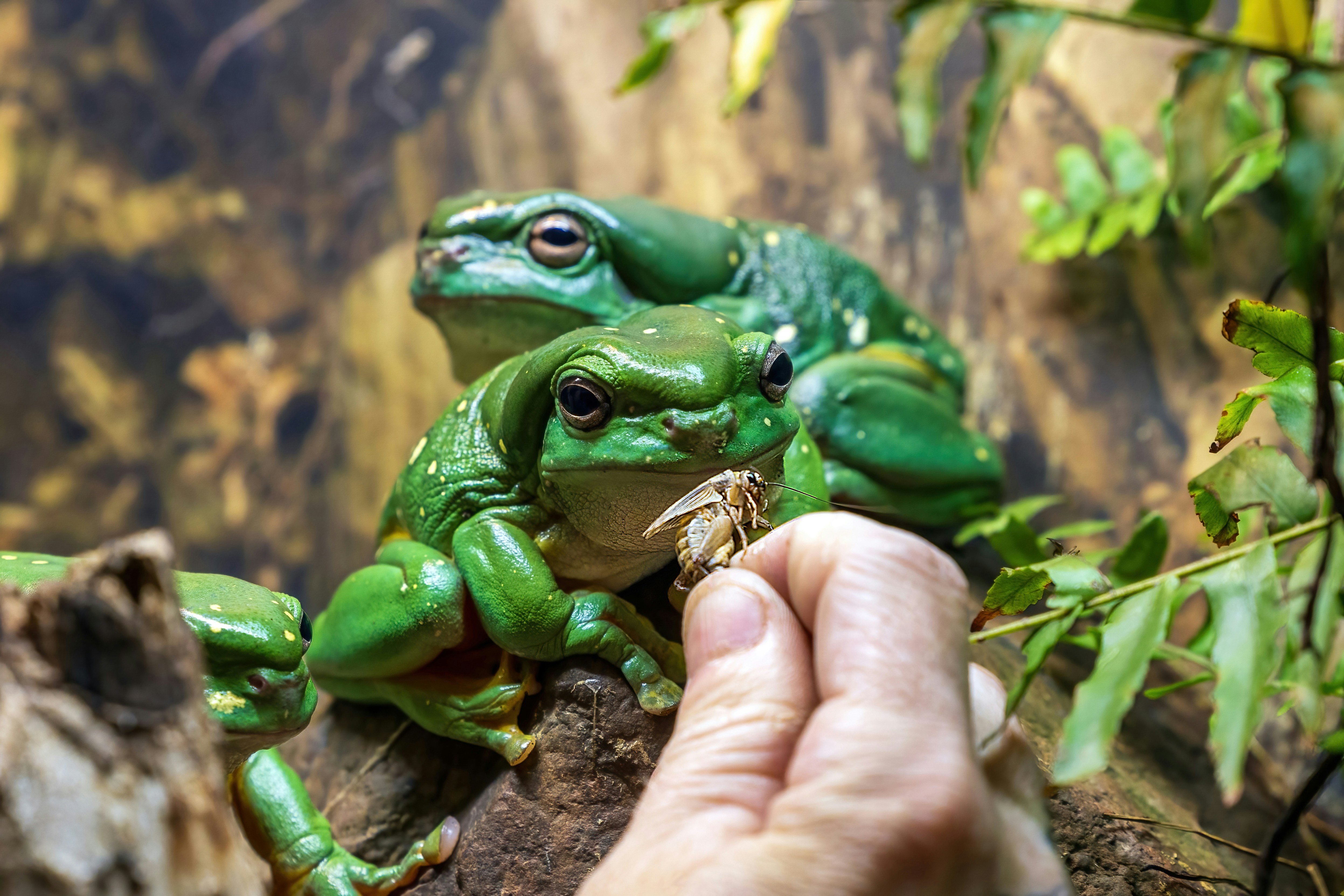 Three green tree frogs on a branch eating insects.
