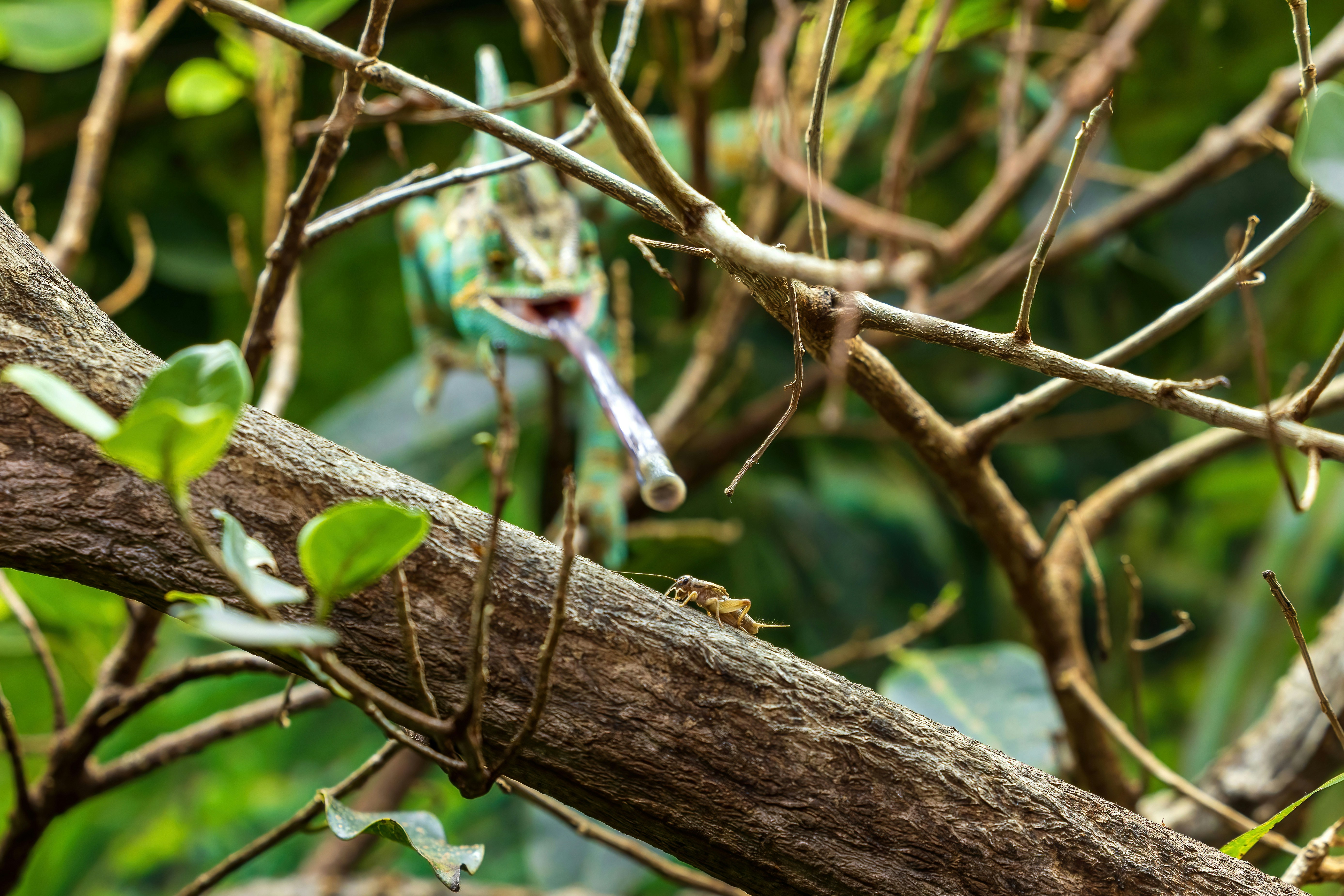A chameleon with its tongue extended hunts an insect.