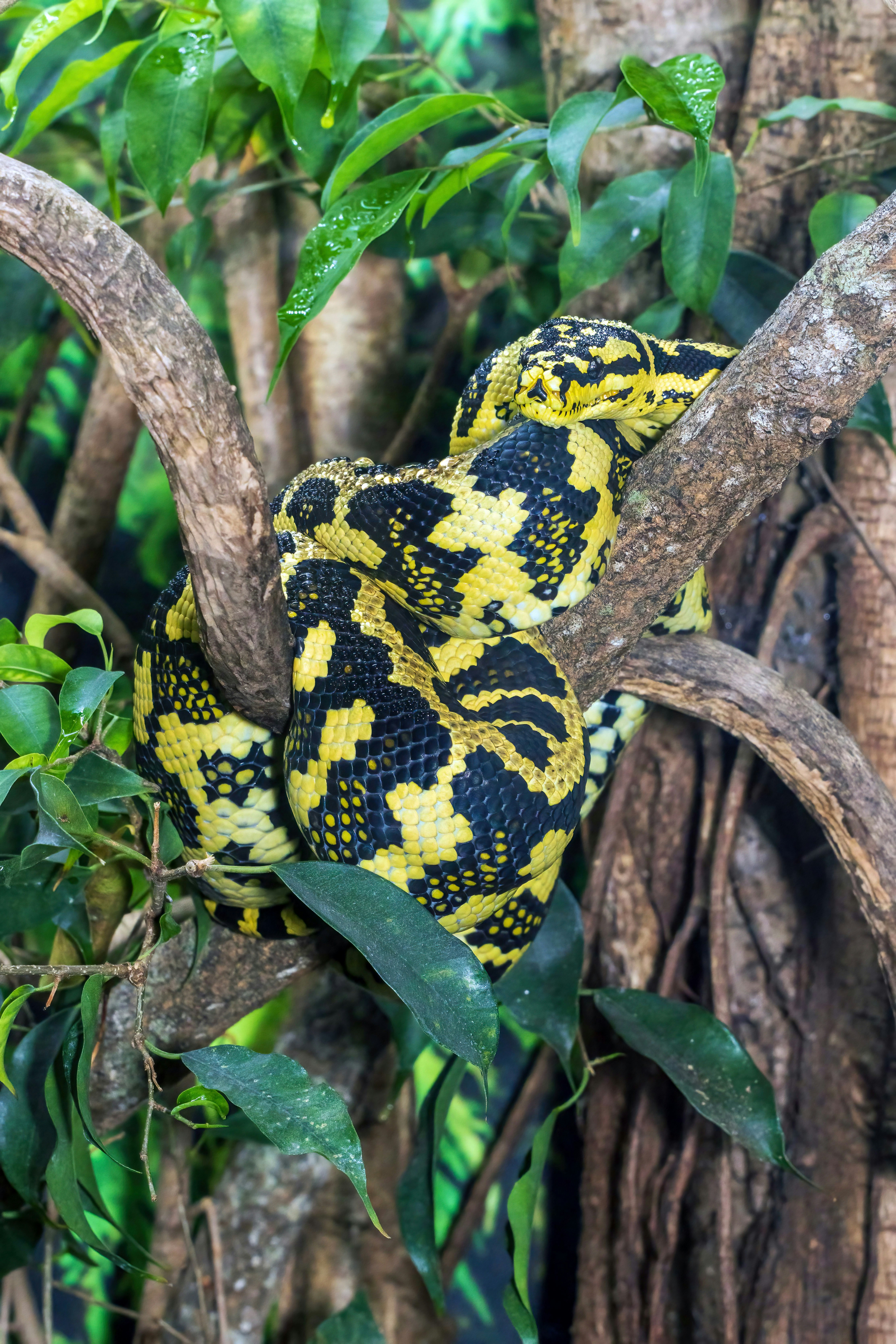 A yellow and black snake coiled on a tree branch.