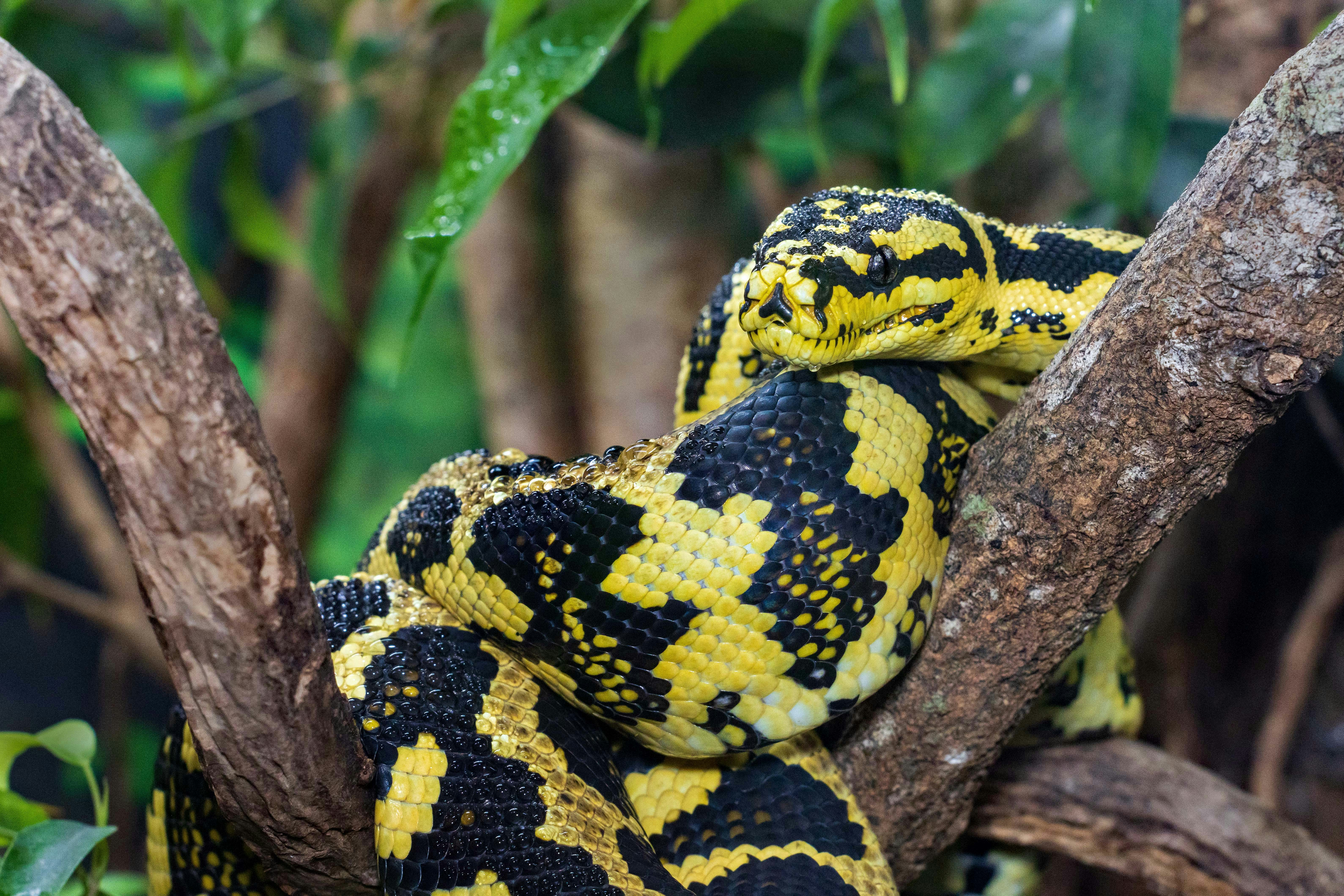 A yellow and black snake coiled on a tree branch.