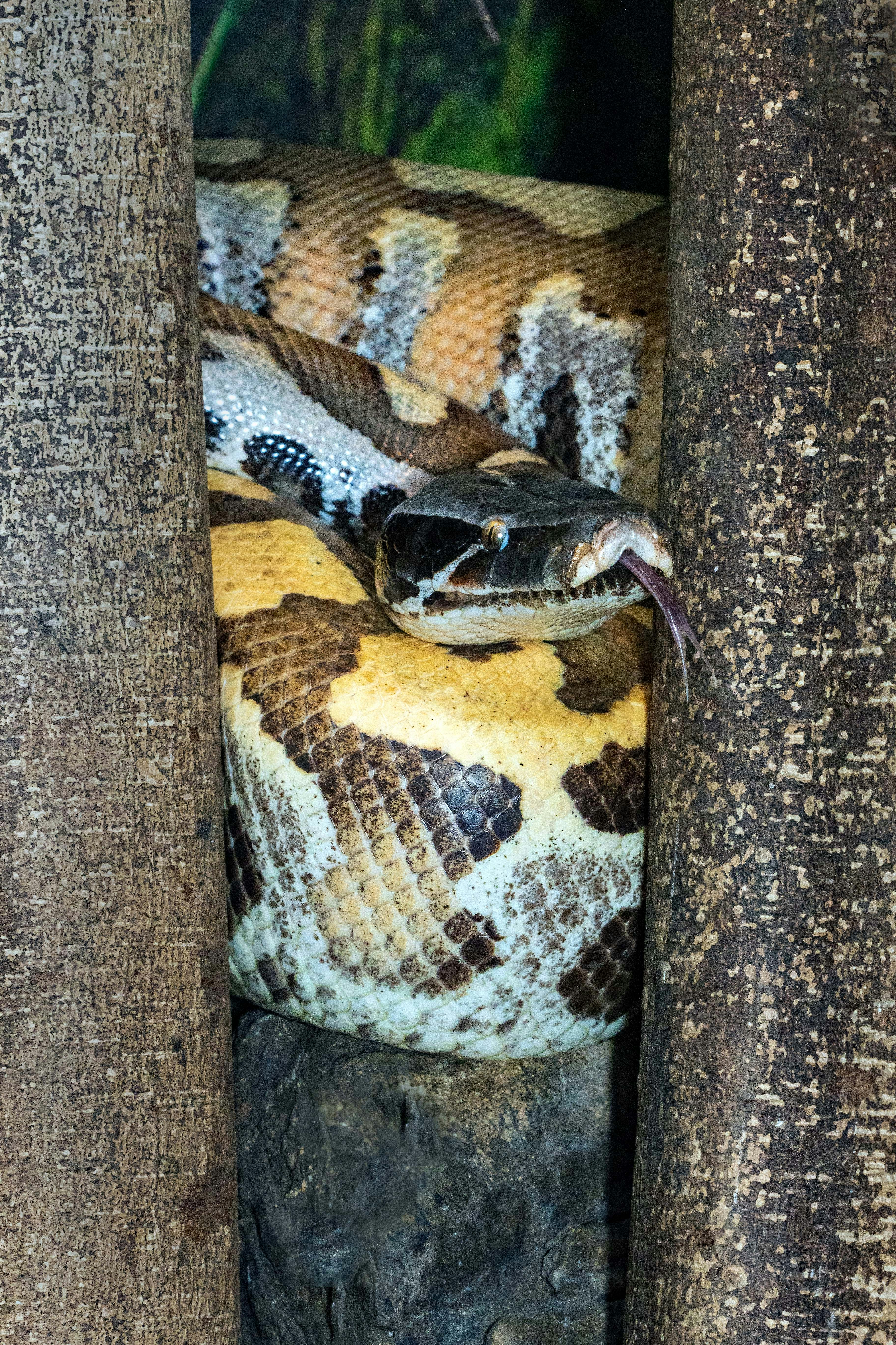 A python snake with patterned scales peeking through logs.