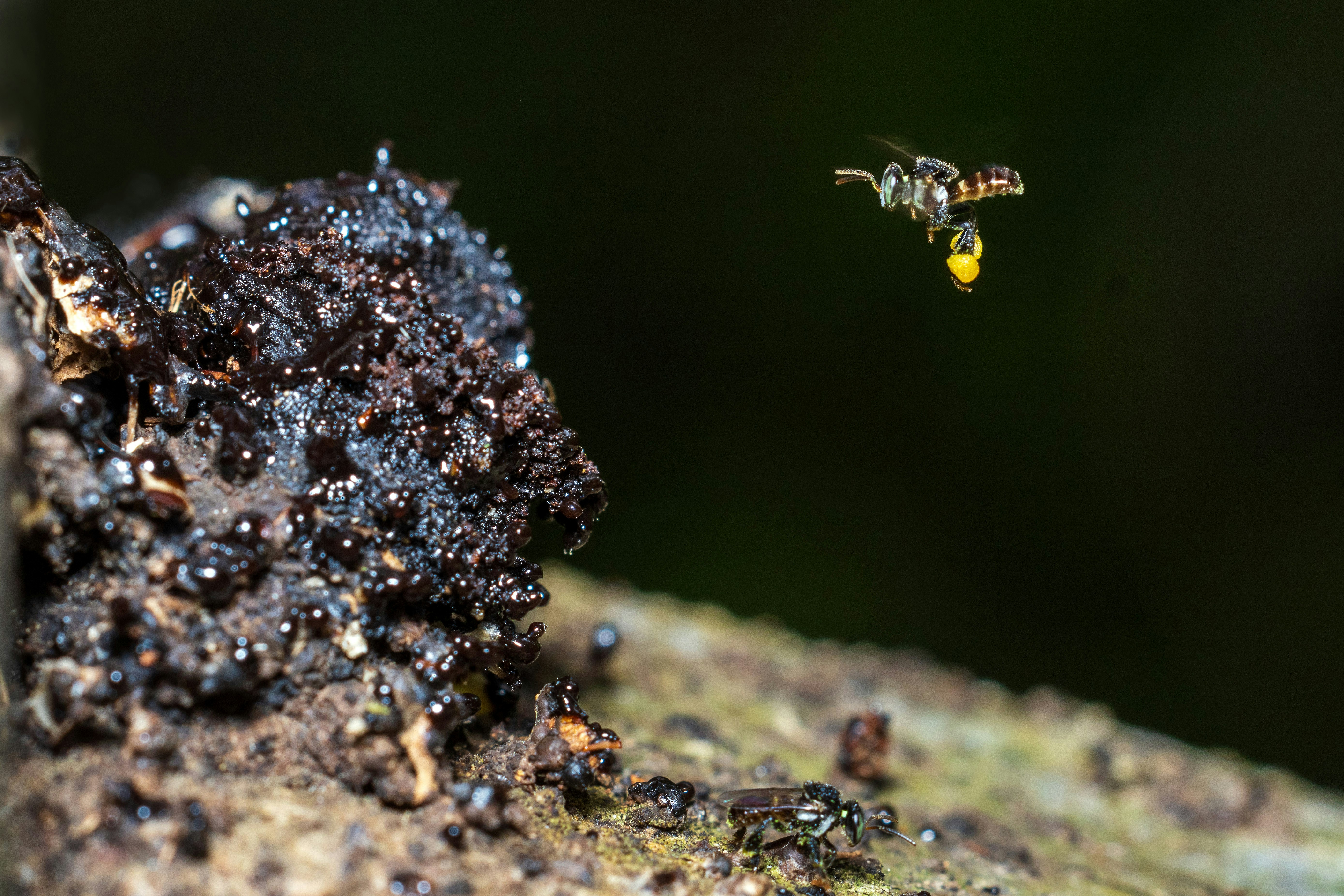 A bee flies towards a dark, textured hive entrance.