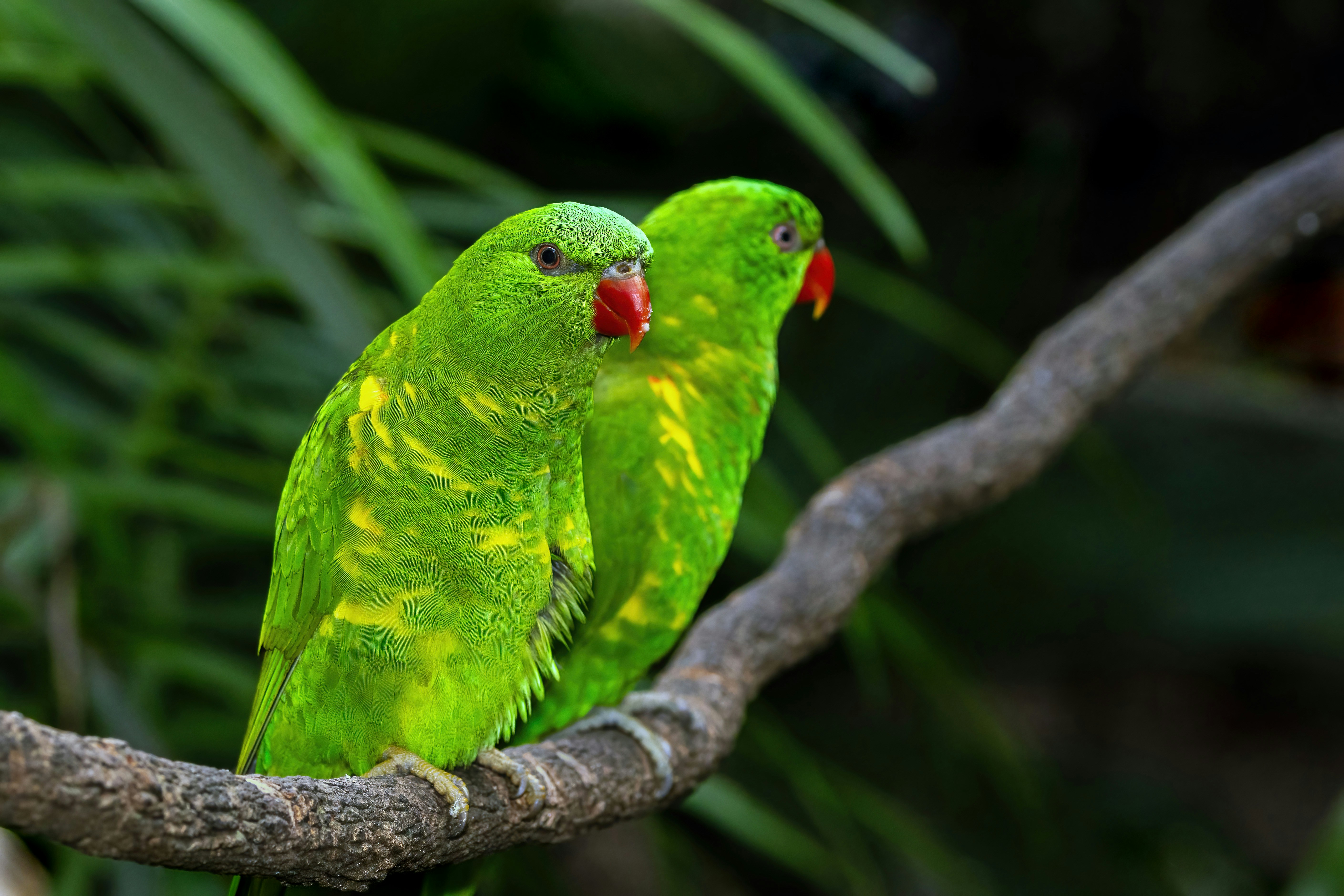 Two vibrant green parrots perched on a branch