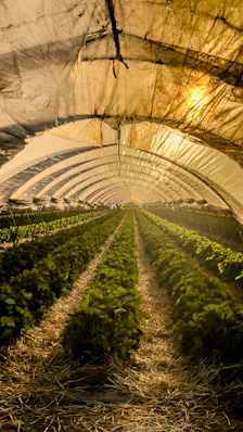 Rows of green plants growing in a greenhouse tunnel