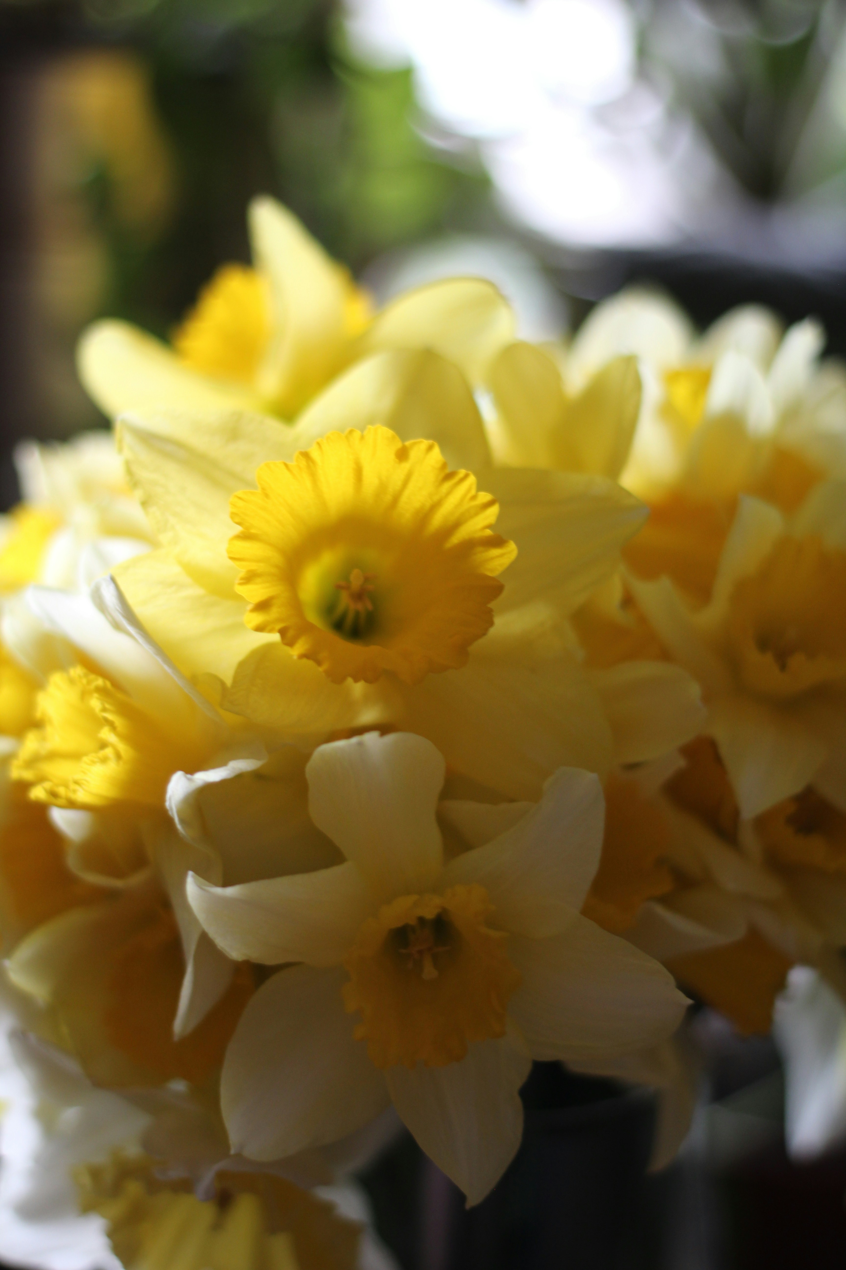 A close-up view of a bouquet of yellow daffodils.