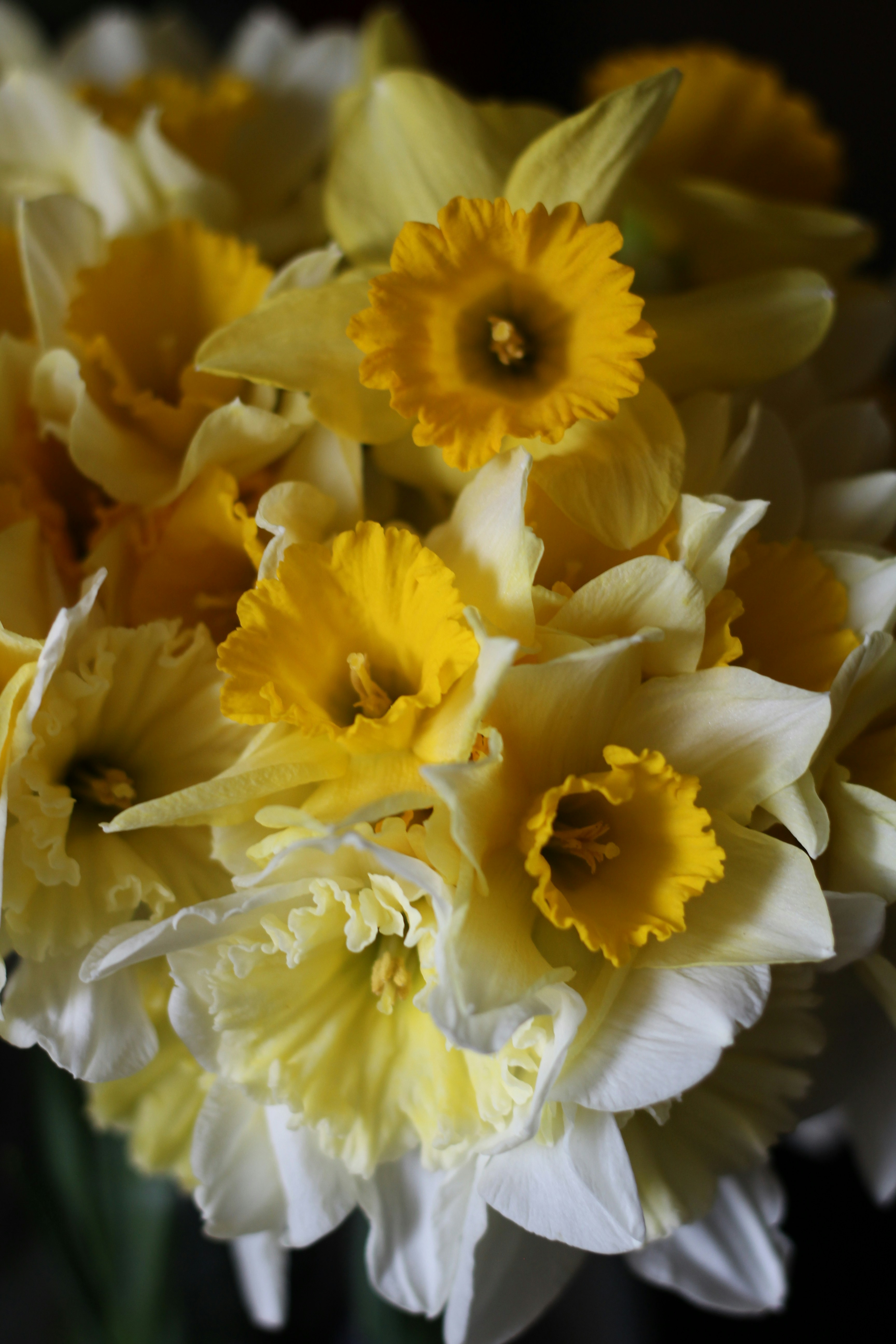 A close-up of a bouquet of yellow and white daffodils.