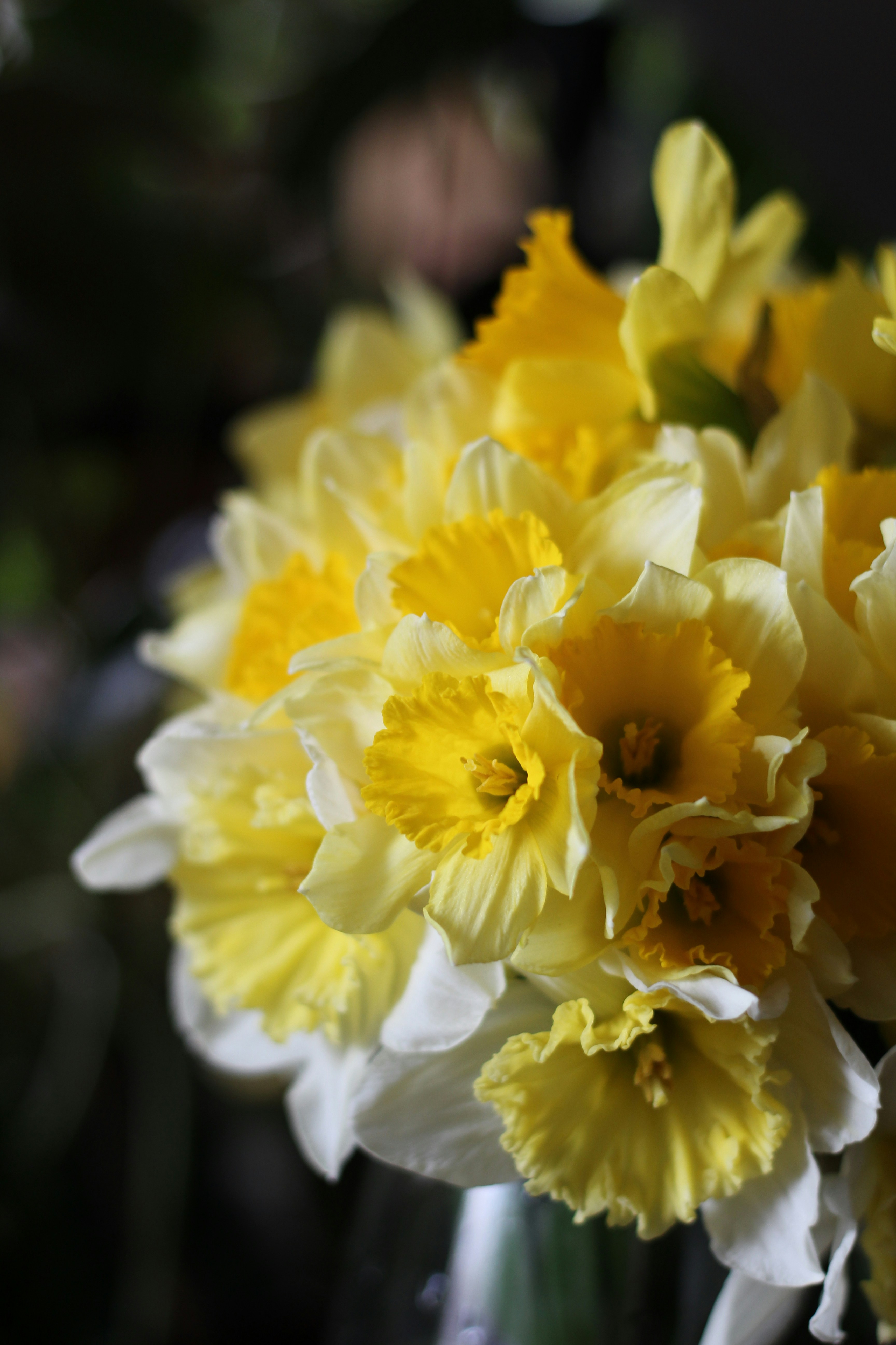 A bouquet of yellow and white daffodils.