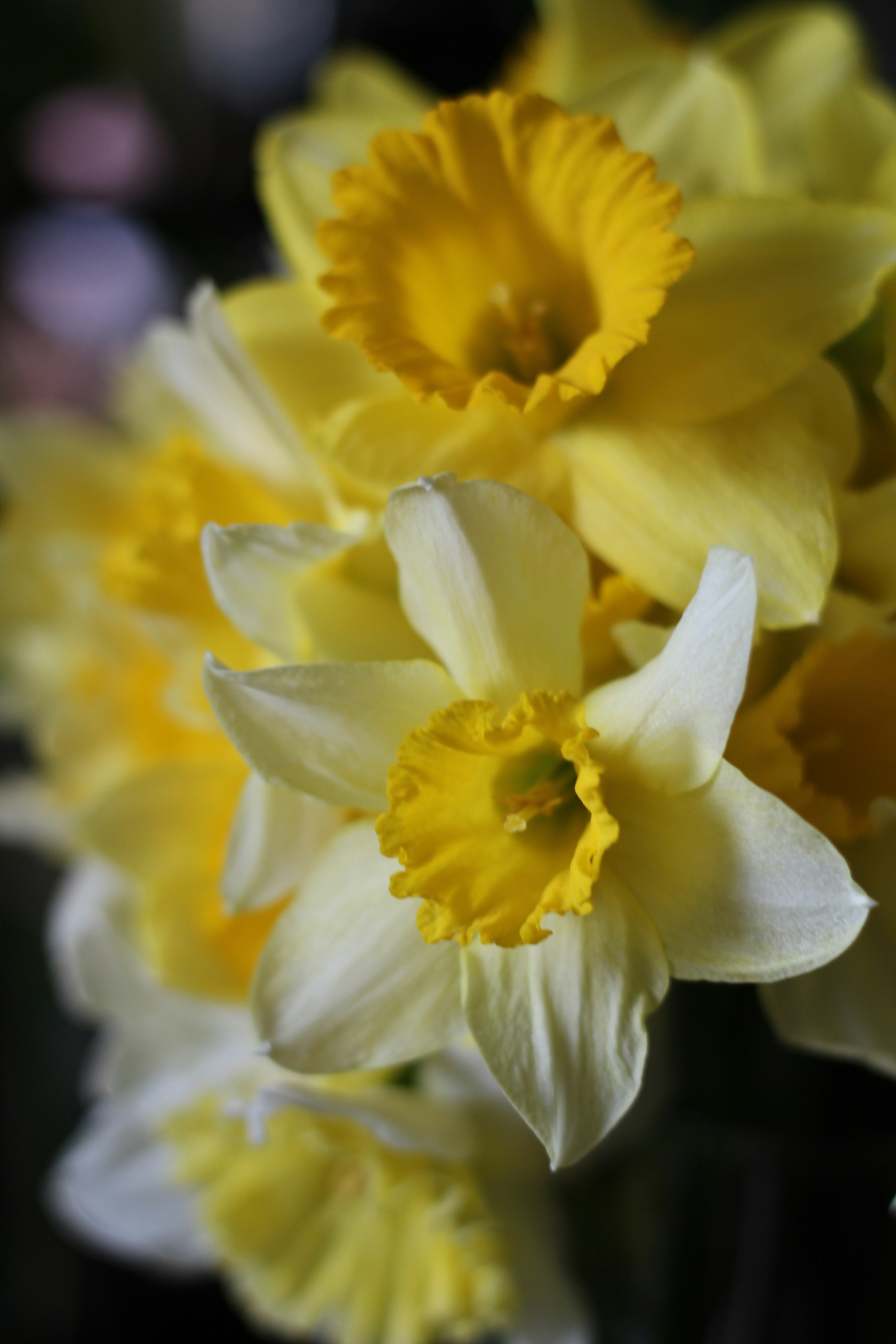 A close-up of a bouquet of yellow and white daffodils.