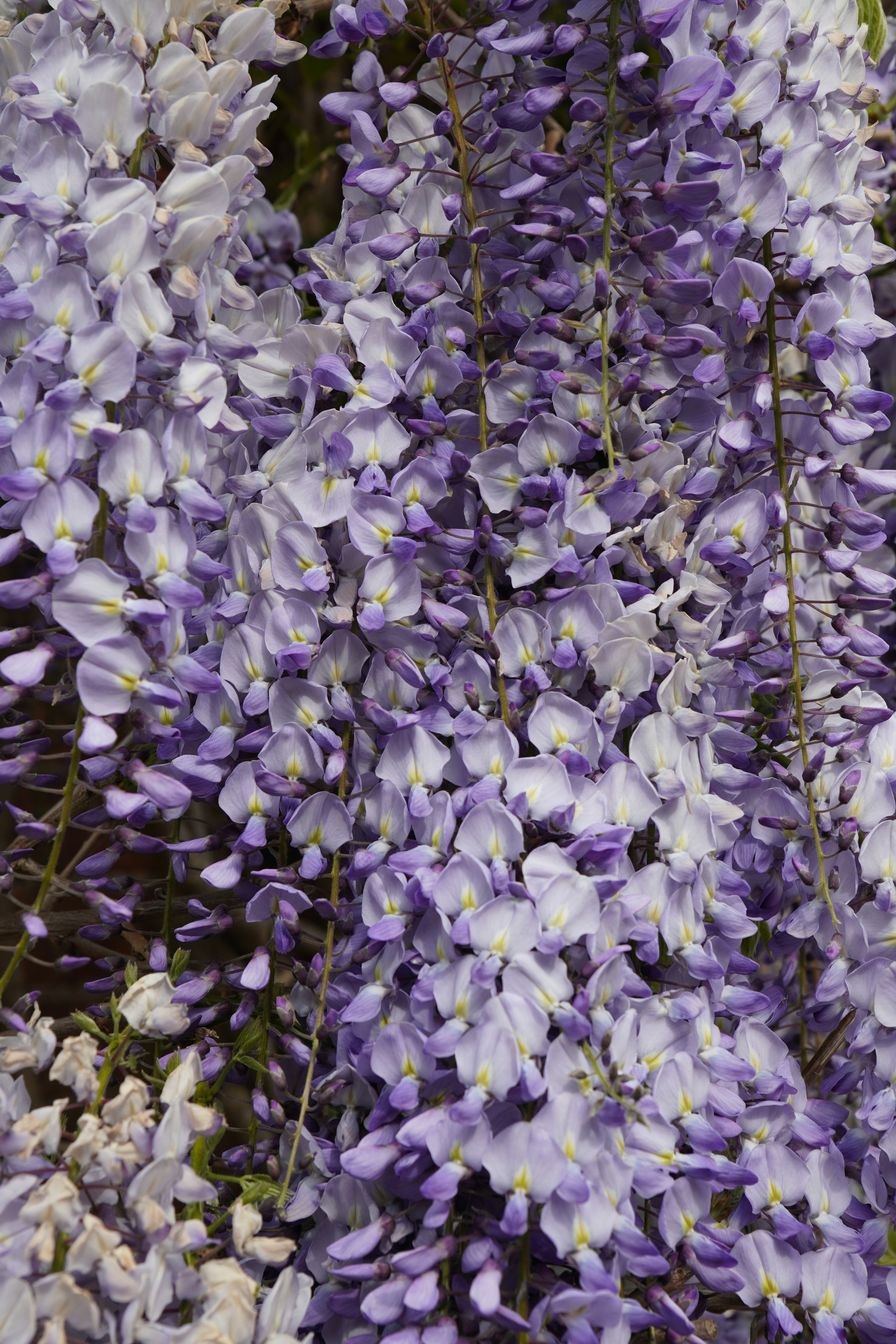 Zarte violette Glyzinienblüten hängen in Büscheln