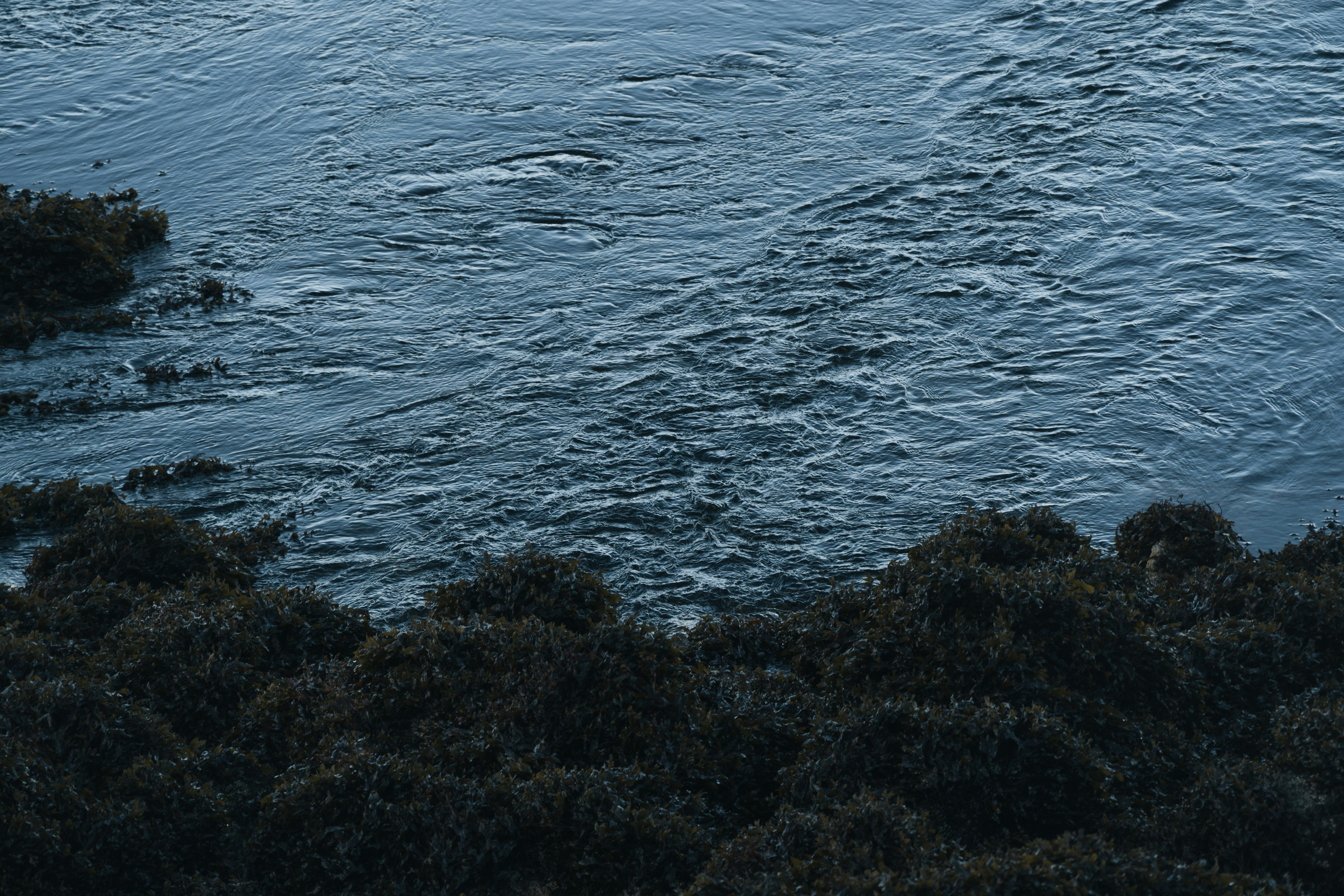Discover the hidden pulse of Ireland’s wild coast—where underwater springs shimmer through tides and seaweed whispers their secrets. Nature’s quiet miracle unfolding beneath rippling blue. 💧