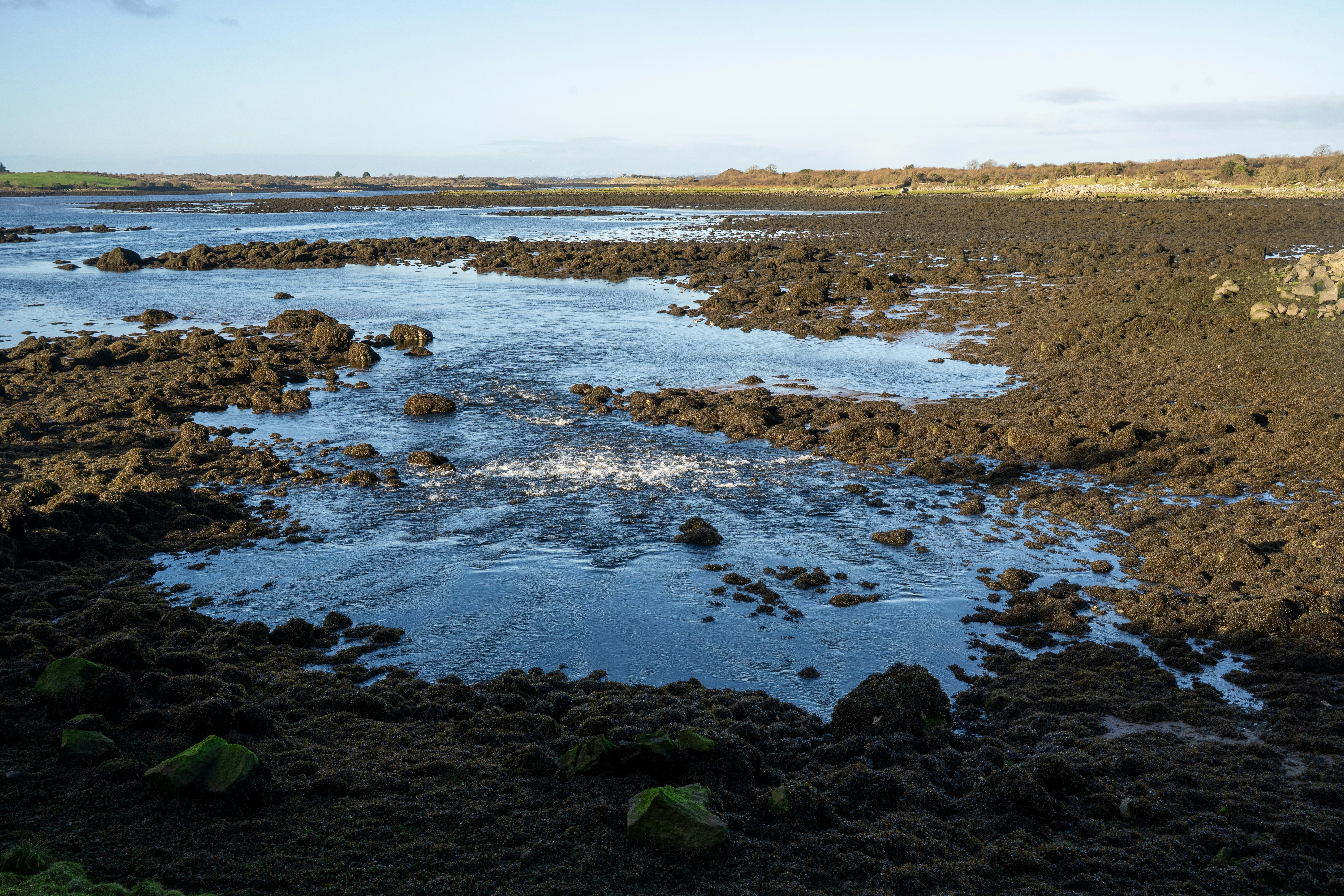 Recovery and Resilience: What Happens After the Solstice - tidal pools summer solstice