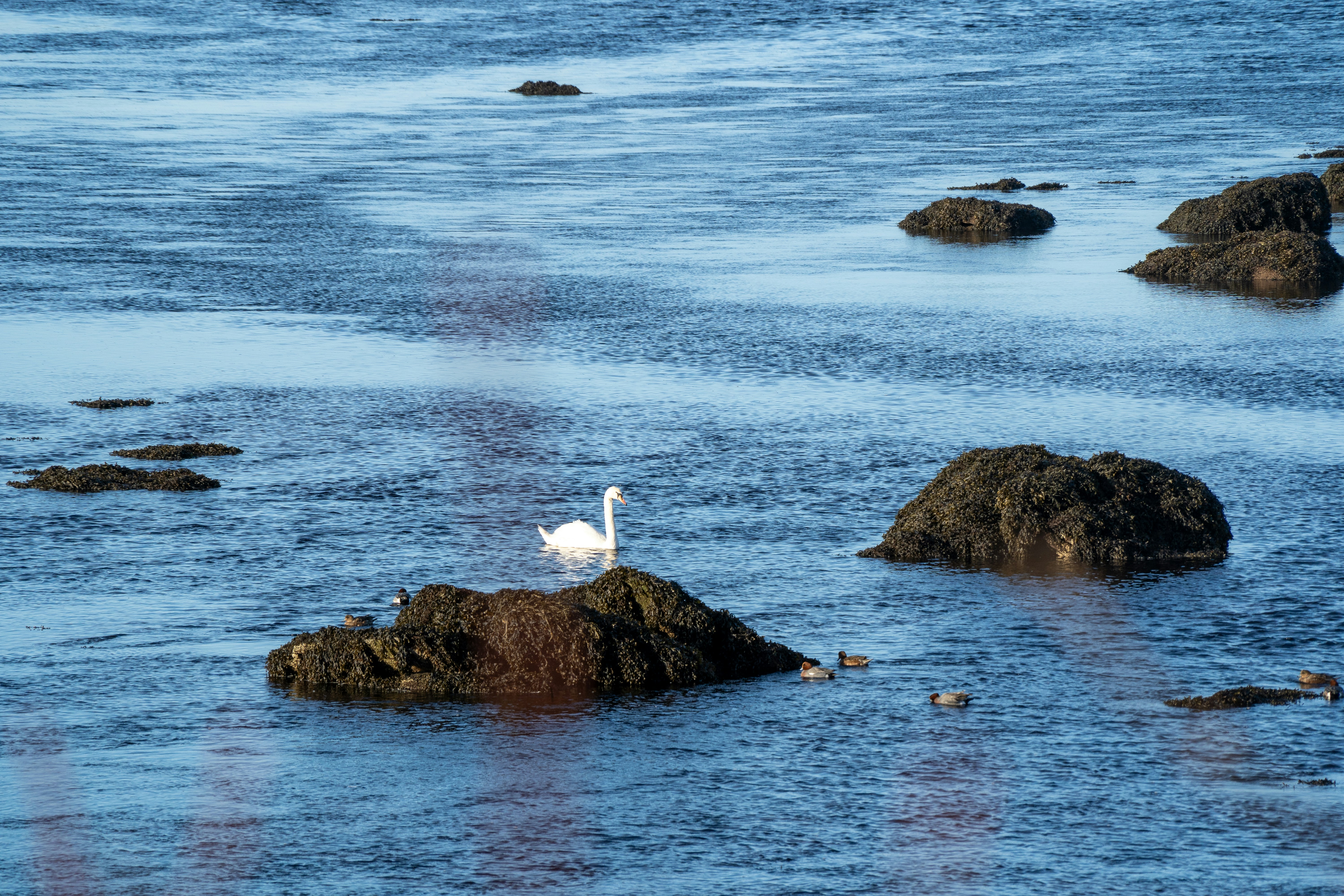 A lone swan drifts gracefully between seagrass-covered rocks along Ireland’s tide-kissed shore. This serene coastal moment captures wild beauty and quiet strength in one frame. 🦢