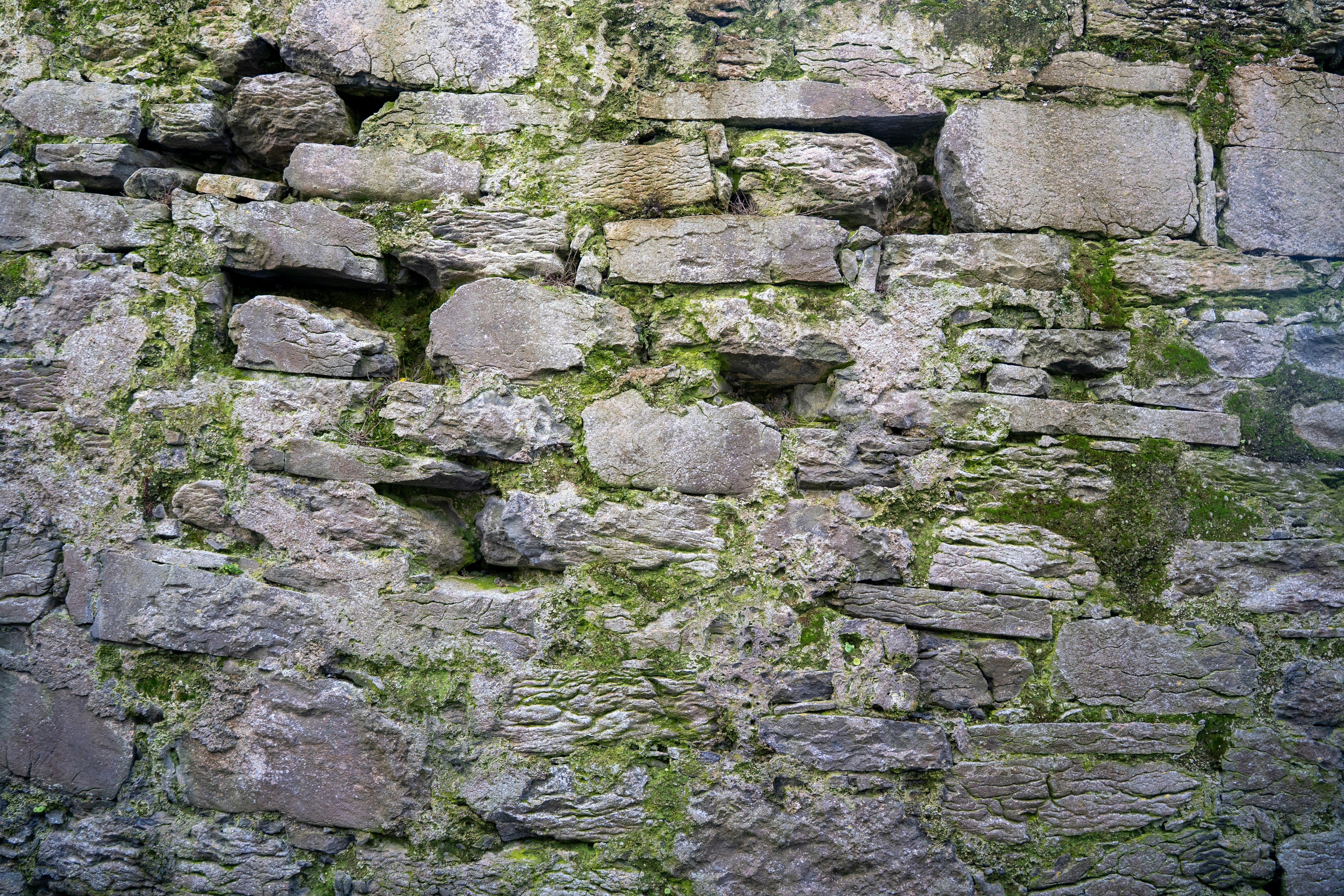Ever feel like life’s barriers keep stacking up? Here’s your reminder that green always grows through the cracks. 🌱
