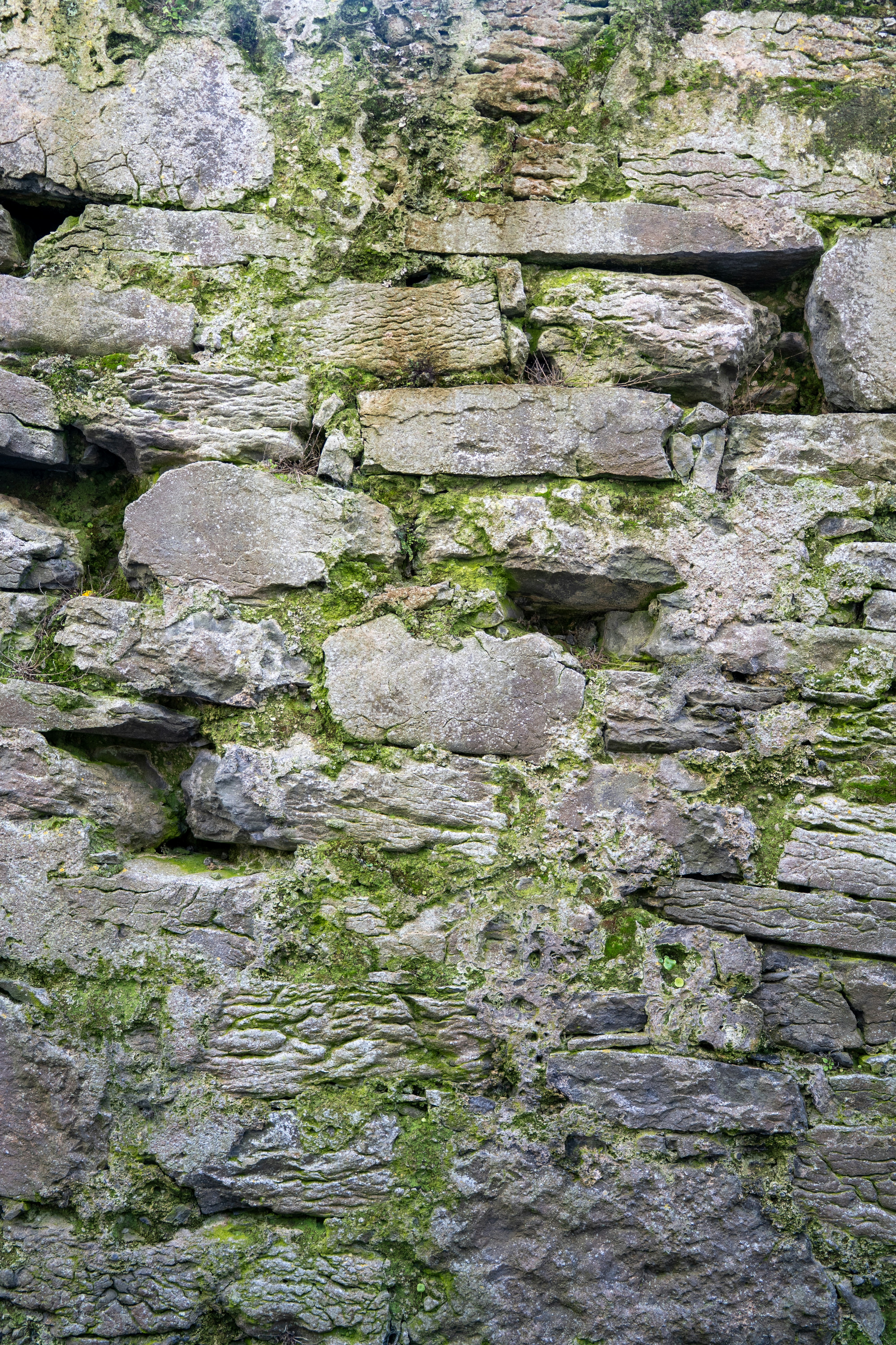 Even the hardest walls can’t resist nature’s quiet persistence. Let this moss-covered Irish stone remind you that growth always finds a way. 🍃